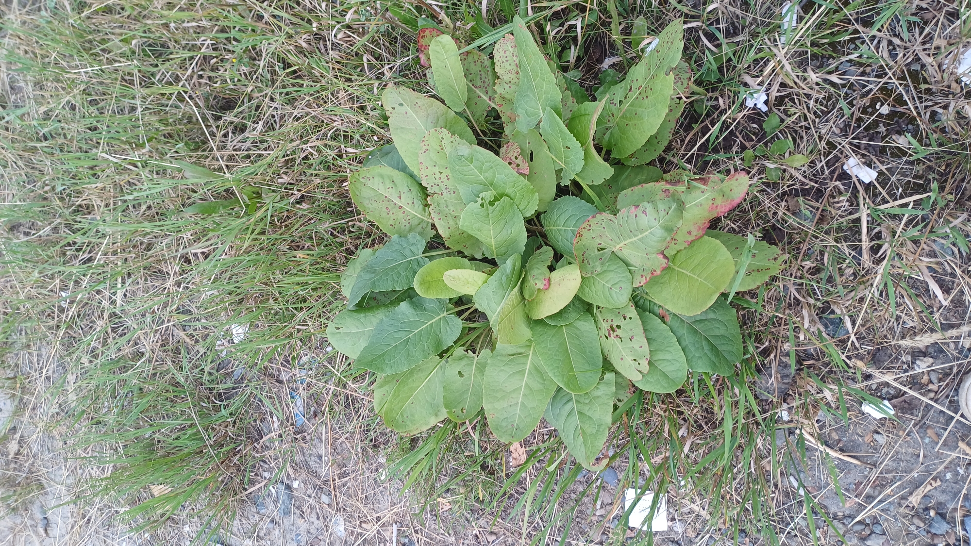 The image depicts a close-up, eye-level view of a low-lying plant with broad, green leaves, some of which show damage and reddish-brown spots. The plant is situated in an outdoor environment, surrounded by dry grass, small pebbles, and some scattered white debris, possibly litter. The ground appears to be a mixture of dirt and gravel. The overall impression is of a neglected or untamed area. There are no people or discernible actions or interactions visible. The location is not specified in the image itself, but if it were in Izhevsk, Russia, this scene could represent a patch of unkempt vegetation along a roadside, a vacant lot, or a park edge within the city.