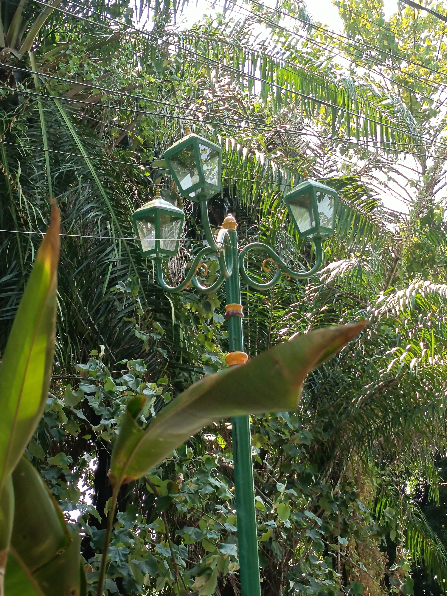 A green ornamental lamppost with three light fixtures stands amidst lush greenery in Kandangjati Kulon, Indonesia. The lamppost features decorative scrollwork and bands of yellow and brown. Behind it, tall palm fronds and other leafy foliage create a dense natural backdrop, with several power lines running horizontally through the scene. In the foreground, large green leaves partially obscure the view of the lamppost and vegetation. The lighting suggests a bright, sunny day, with sunlight filtering through the leaves.