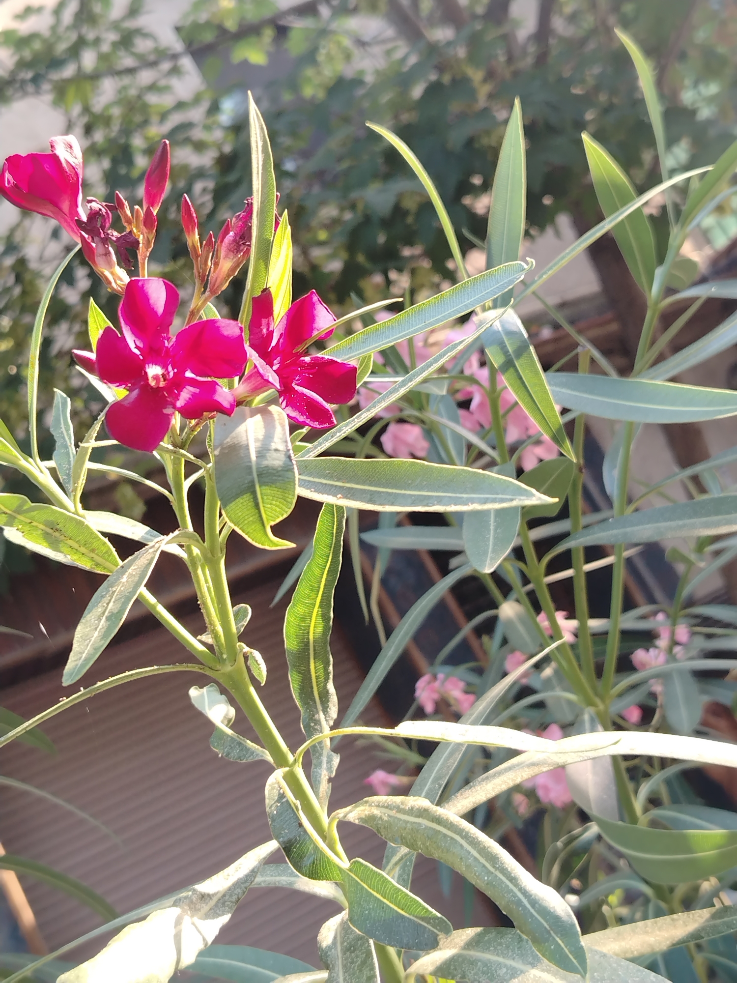 In Hostalric, Spain, this close-up shot captures a vibrant pink oleander flower in sharp focus, its delicate petals catching the sunlight. The flower is surrounded by its characteristic long, slender green leaves, some of which are illuminated by the sun, revealing intricate vein patterns. The background is softly blurred, showing more of the plant's foliage and hints of other pink blooms, suggesting a garden setting. The overall impression is one of natural beauty and the warmth of a sunny day.
