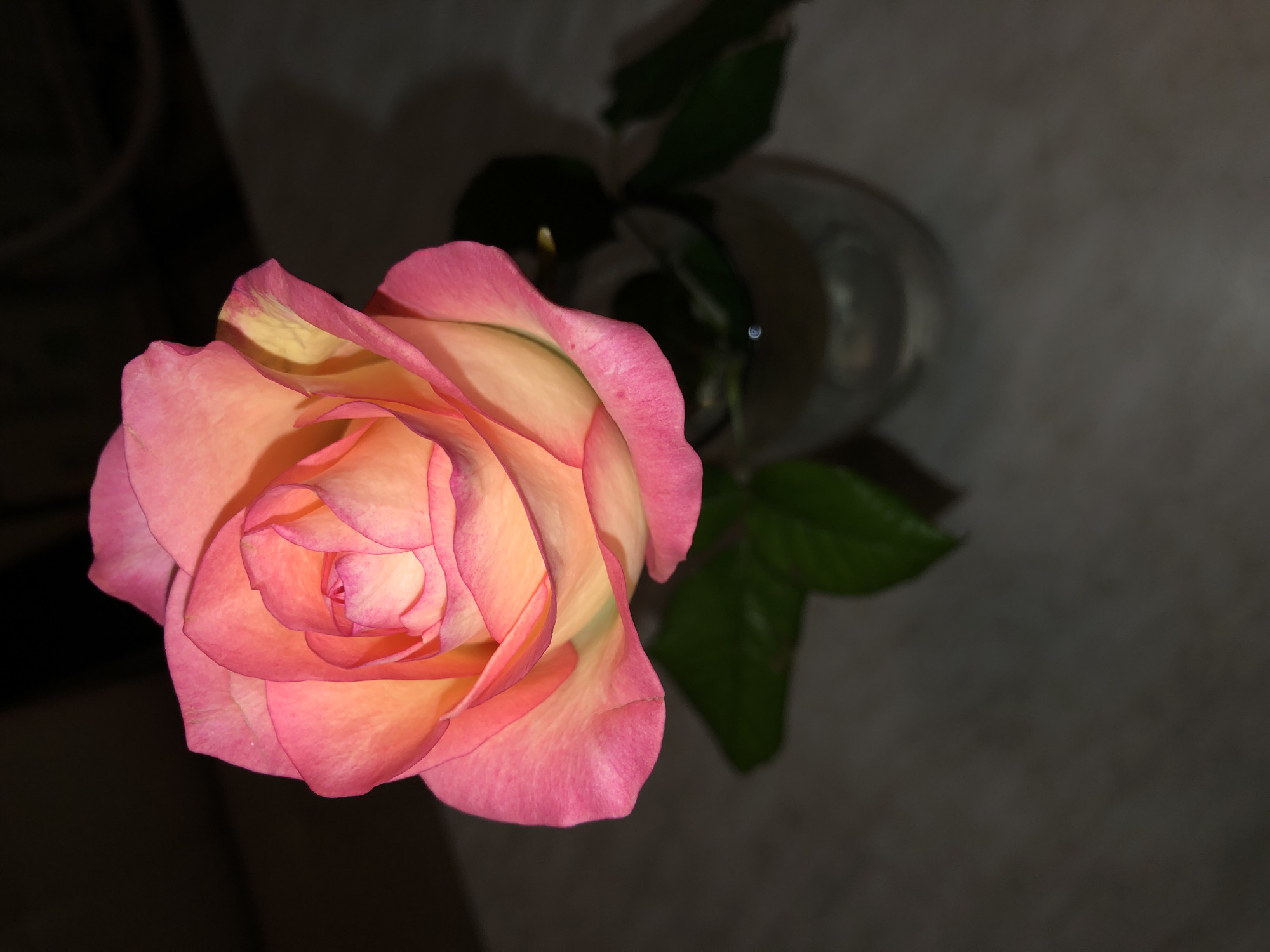 A rose is shown in a glass vase in a darkened room. The rose is pink with a touch of peach color to the inside. Several green leaves can be seen in the background. The location of Noviy, Russia is not discernible from the image.