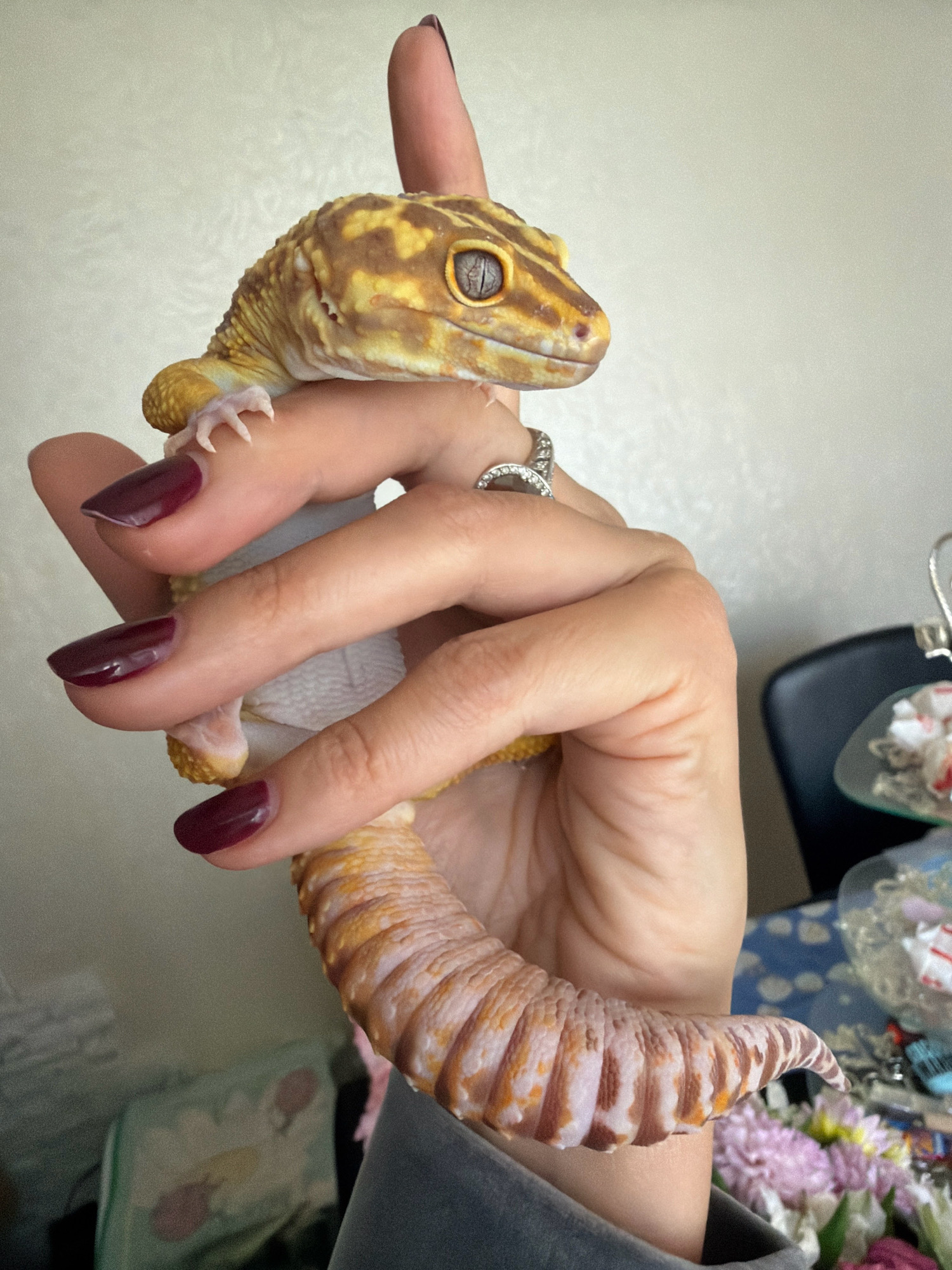 The image shows a close-up of a leopard gecko being held by a person's hand. The gecko is yellow with brown spots and has distinct markings on its tail. The person's hand has dark red nail polish and is wearing a ring with small stones. The background is out of focus and appears to be an indoor setting, possibly a room with a table and some floral decorations. There is no discernible information in the image that would indicate its location in Бабініцкі сельскі Савет, Belarus.