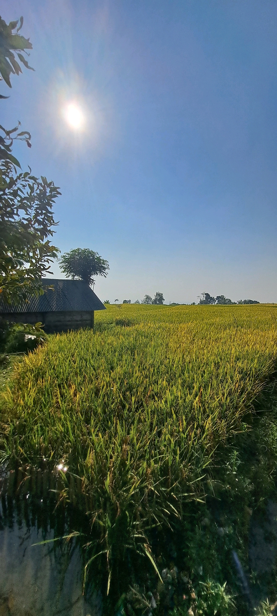In Sukoreno, Indonesia, a clear, sunny day unfolds over a lush rice paddy. The sun, a bright orb in the vast blue sky, casts a warm glow on the scene. To the left, a small, weathered structure with a corrugated metal roof sits nestled among green foliage. Beyond it, the golden-green stalks of ripe rice stretch endlessly towards a distant line of trees silhouetted against the horizon. A narrow waterway, reflecting the sunlight and surrounding vegetation, runs along the foreground. The image captures the tranquil beauty of rural Indonesia under a brilliant sky.