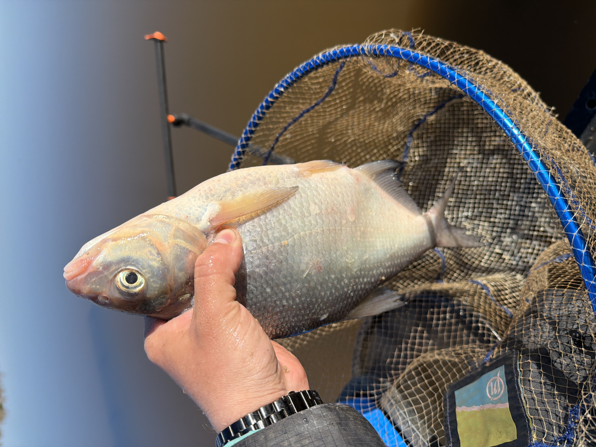 A person is holding a fish in a fishing net. The fish is silvery-grey in color with a prominent eye. The net has a blue rim and a mesh pattern. The person's hand is visible, holding the fish firmly. Part of the person's wrist and clothing are also visible, including a metal wristwatch. In the background, there is a muted brown and grey color gradient, which could indicate a body of water or sky. A portion of fishing equipment, likely a rod holder with orange caps, is visible in the upper-left. A small tag can be seen on the bottom corner of the net. The location of Chaykovsky, Russia, is not explicitly discernible from this image.