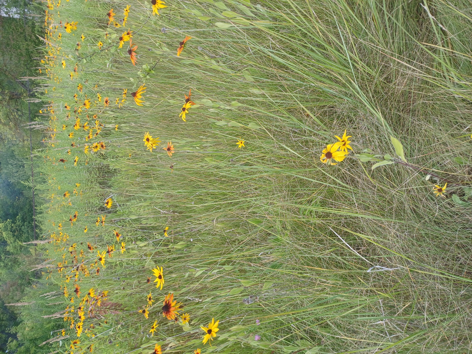 The image depicts a field of Black-eyed Susans, a common wildflower, in Sulymivka, Ukraine. The flowers, characterized by their yellow petals and dark brown centers, are scattered throughout tall, green grass. The grass is densely packed and appears somewhat overgrown, typical of a natural meadow. In the background, trees form a lush green backdrop, suggesting a rural or semi-rural environment. The lighting is overcast, casting a soft, diffused light on the scene. There are no people or man-made objects visible in the image, focusing solely on the natural landscape.