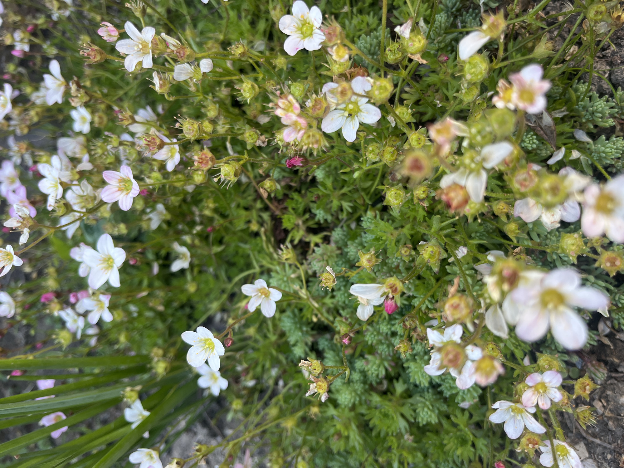 The image shows a close-up view of a patch of flowering Saxifraga plants. The small flowers are primarily white with some exhibiting a slight pink hue. These flowers grow amidst a dense, low-lying green foliage. Scattered among the flowers are seed capsules, some green and some turning brown. The plants are growing directly in soil or rock.