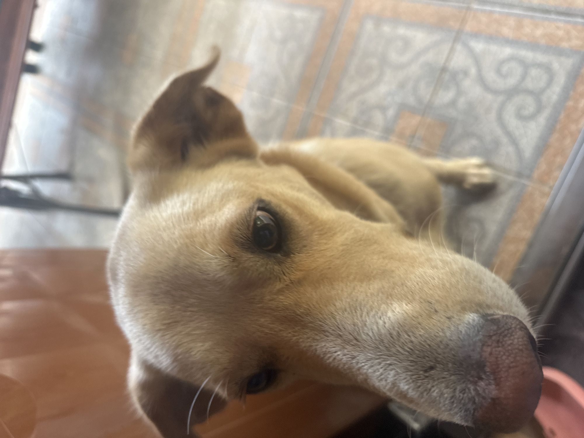 The image shows a close-up of a light brown dog's face, with its nose and eyes prominently featured. The dog's fur is short and appears slightly coarse. Its eyes are dark brown and appear to be looking slightly to the left of the camera. The dog's nose is a dark, leathery color with visible texture. The background is blurred, showing a tiled floor with an orange and gray patterned design. To the left, there is a blurred orange object, possibly furniture. Further in the background, a dark, blurred structure, possibly a table or chairs, is visible. The lighting suggests an indoor or sheltered outdoor setting. There is no discernible information in the image to indicate the location in the city of Sochi, Russia.