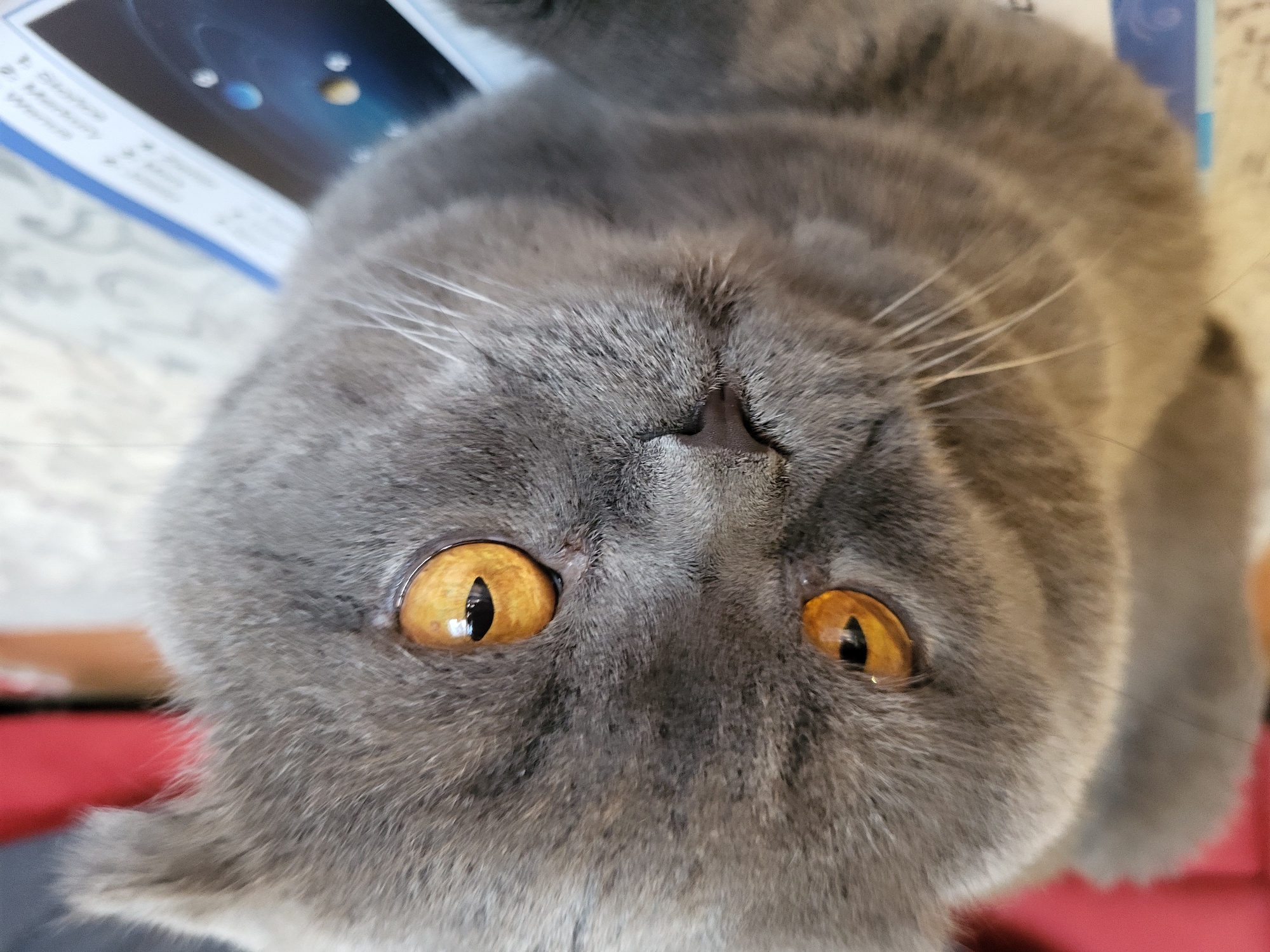 The image is a close-up, upside-down portrait of a grey British Shorthair cat. The cat has large, bright orange eyes with black pupils, and its whiskers are clearly visible. Its fur is short and dense, with subtle tabby markings. The cat appears to be lying down, as its body is mostly obscured by its head, and its fur is spread out. The background is out of focus but suggests an indoor setting, with hints of books or papers with images of planets and a red surface. The overall impression is one of curiosity and a playful mood, possibly due to the unusual perspective. No discernible text is visible in the image.