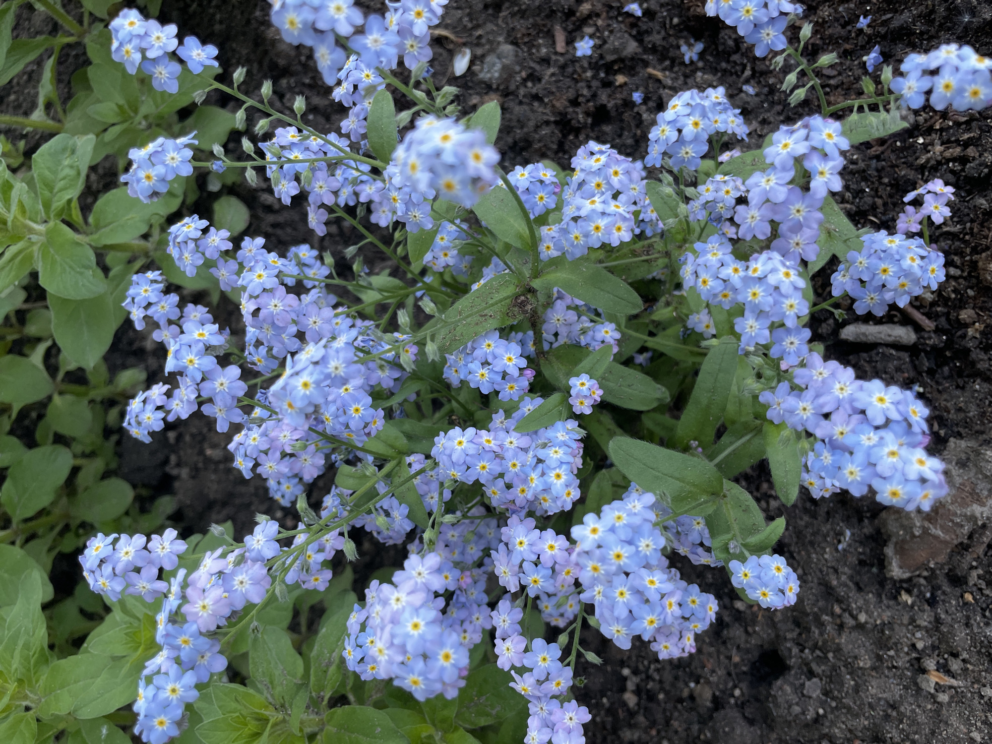 A close-up shot focuses on a dense cluster of forget-me-not flowers in a garden setting, with the flowers exhibiting light blue petals and yellow centers. The background is primarily dark soil with scattered green leaves. The image may have been taken in a garden within Saint Petersburg, Russia.