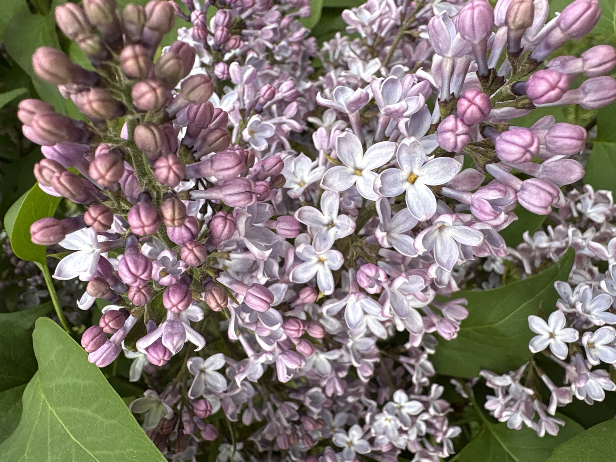 The image shows a cluster of blooming lilac flowers in various shades of purple and white. The flowers are in different stages of bloom, with some still in bud form. Green leaves are visible among the blossoms. The location is not discernible from the image.