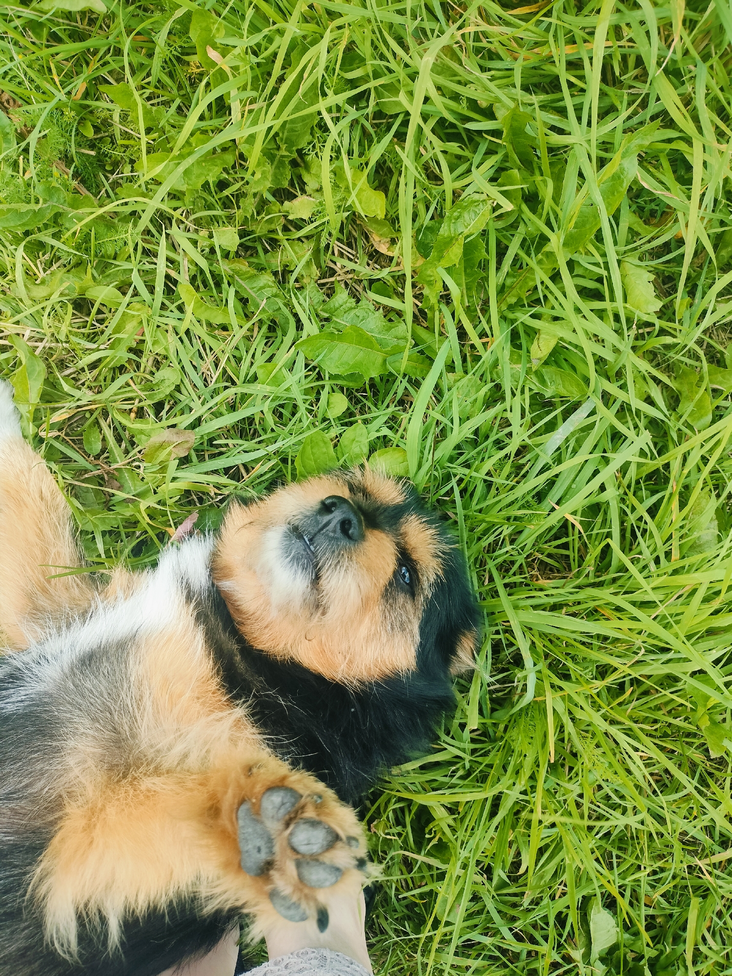 A medium shot captures a dog lying on its back in a grassy field. The dog's fur is a mix of black, tan, and white. Its head is tilted upwards, with its mouth slightly open and tongue visible. The dog's paws are raised, and one paw is visible in the foreground. The grass is green and lush, with some fallen leaves scattered throughout. The scene appears to be in an outdoor setting, possibly a park or a backyard. The image's metadata does not specify a location in Porkuzi, Russia.