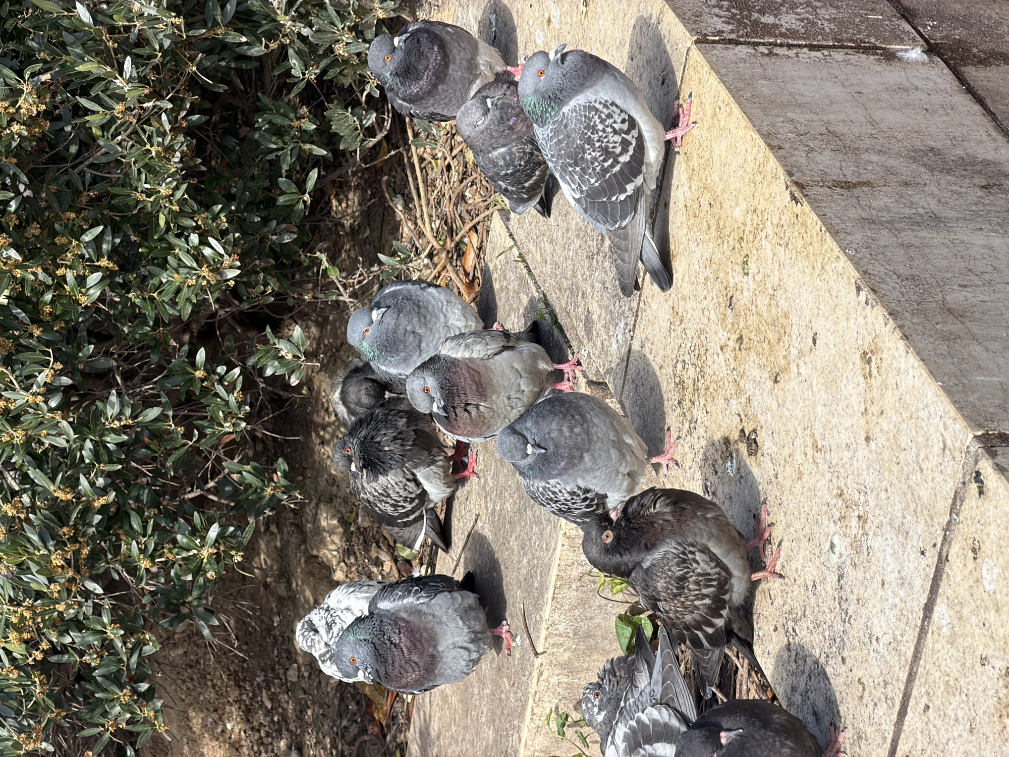 The scene captures a group of thirteen rock pigeons (Columba livia domestica) situated on and around a multi-tiered light-colored concrete or stone ledge, a common sight in public spaces in Paris, France. The birds display varied plumage, including typical grey with iridescent neck feathers, mottled grey and white, and darker, almost black individuals, all featuring visible reddish-orange eyes and pinkish-red feet. They are observed standing or resting. The concrete surface exhibits horizontal seams and minor discoloration. In the background, a dense green bush with small, light-colored floral clusters grows from an area of exposed soil containing scattered organic debris. Direct sunlight illuminates the environment, casting distinct shadows.