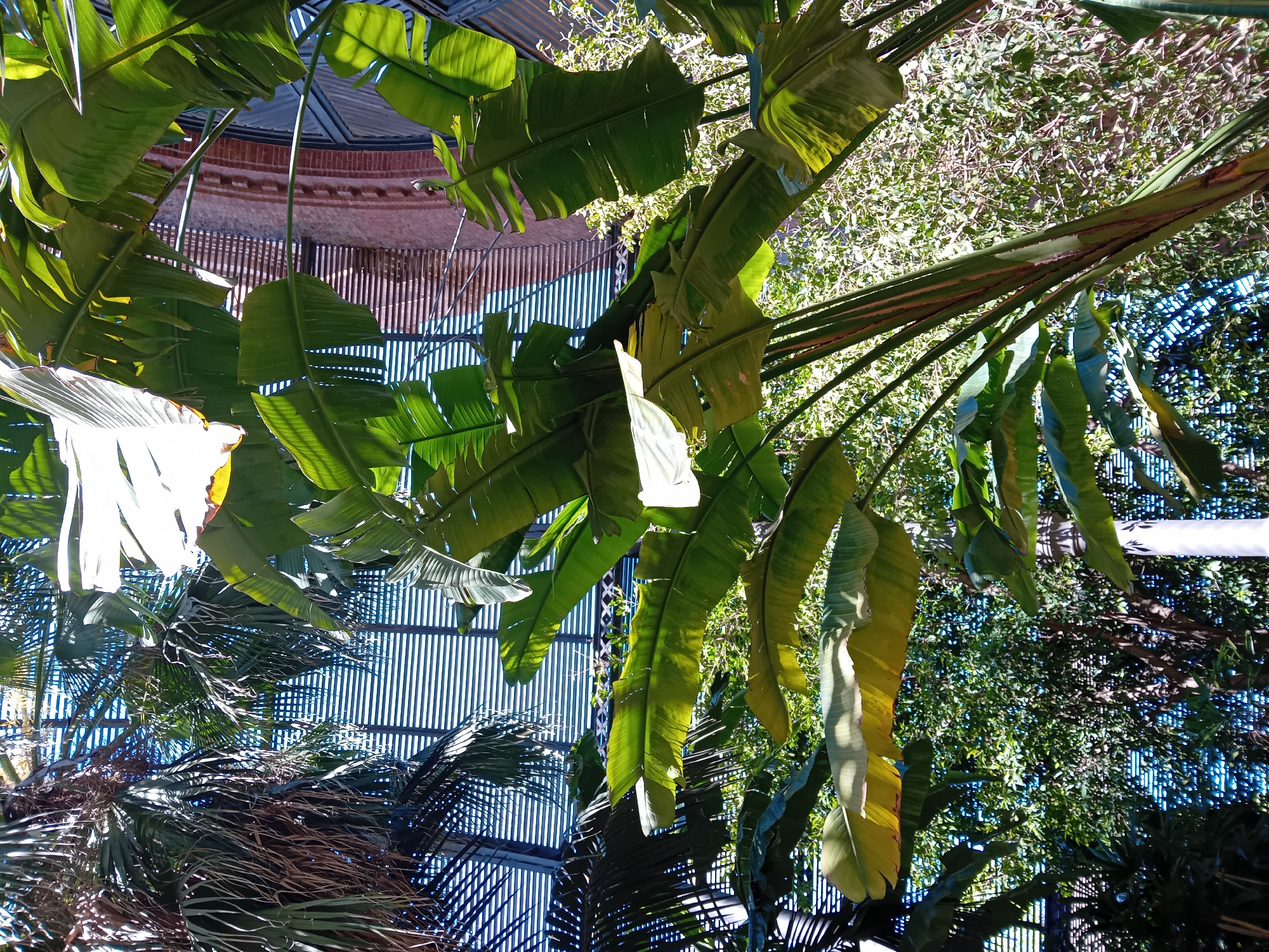 The image is taken looking up through tropical foliage at architectural structures, in Barcelona, Spain. The scene consists of a dense canopy of broad banana-like leaves, interspersed with the feathery fronds of palm trees. Above, there's a partial view of a building with a dome, featuring brickwork and metal support structures. A series of vertical metal bars creates a screen-like effect. The lighting is bright, with significant contrast between sunlit and shaded areas of the leaves. The overall atmosphere suggests an outdoor urban garden or botanical setting within the city.