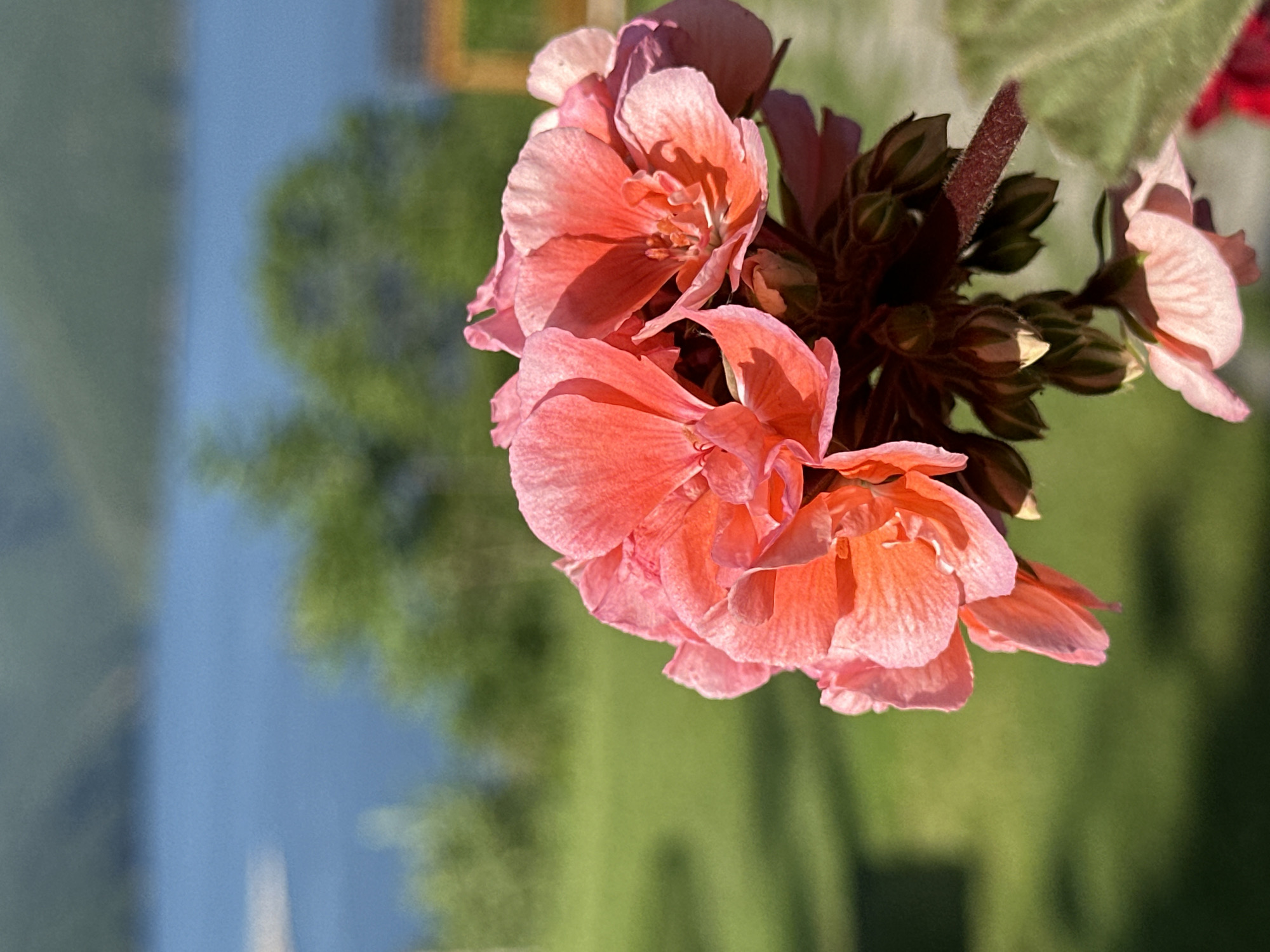 The image shows a close-up of a cluster of pink geranium flowers in the foreground, with a blurred background. The background consists of a body of water, possibly a lake or river, and green foliage, suggesting an outdoor setting. To the right, a hint of a building or structure with a yellow hue is visible. The overall lighting indicates a sunny day. The image does not provide specific details about the city of Glavatartsi, Bulgaria, nor does it contain any people, actions, or interactions.