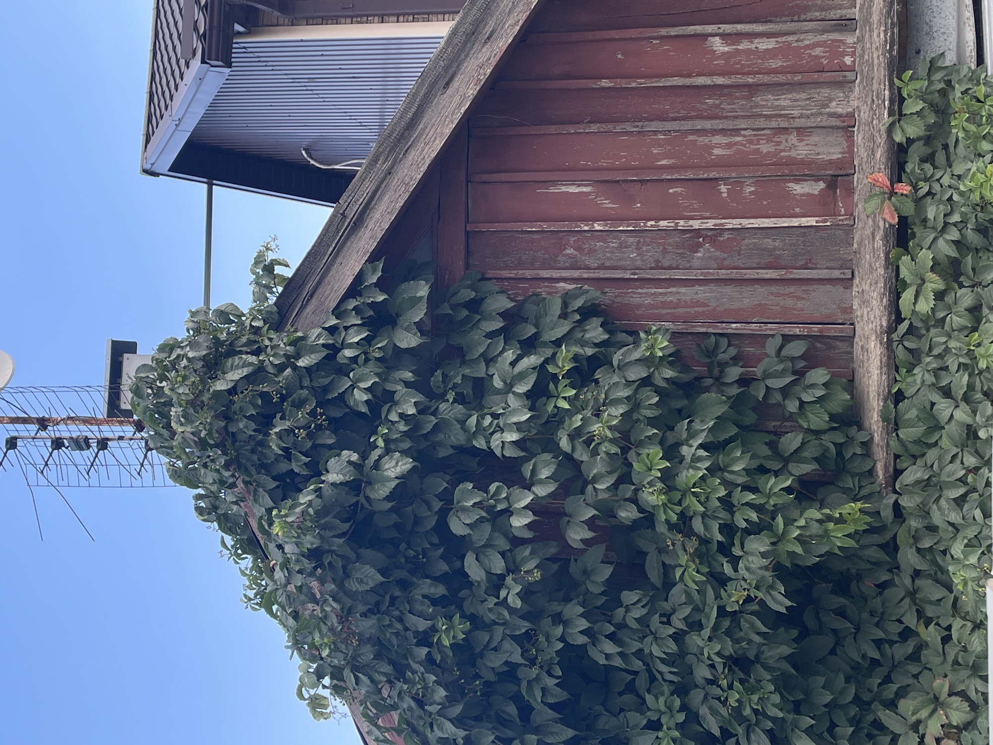The image shows a close-up of the upper section of a weathered, red wooden shed or building. A dense growth of green ivy covers a significant portion of the left side of the structure, climbing over the angled roof and obscuring some of the wooden siding. The wooden siding is made of vertical planks, showing signs of age and wear with faded red paint and exposed wood grain. A horizontal wooden beam runs across the lower part of the visible wall. Above the shed, a section of a darker, corrugated metal-clad building is visible, along with a rooftop antenna. The sky is clear and blue. The scene appears to be outdoors, possibly in a residential or rural setting. There are no people or animals visible in the image. The image is likely taken from a low angle looking up.