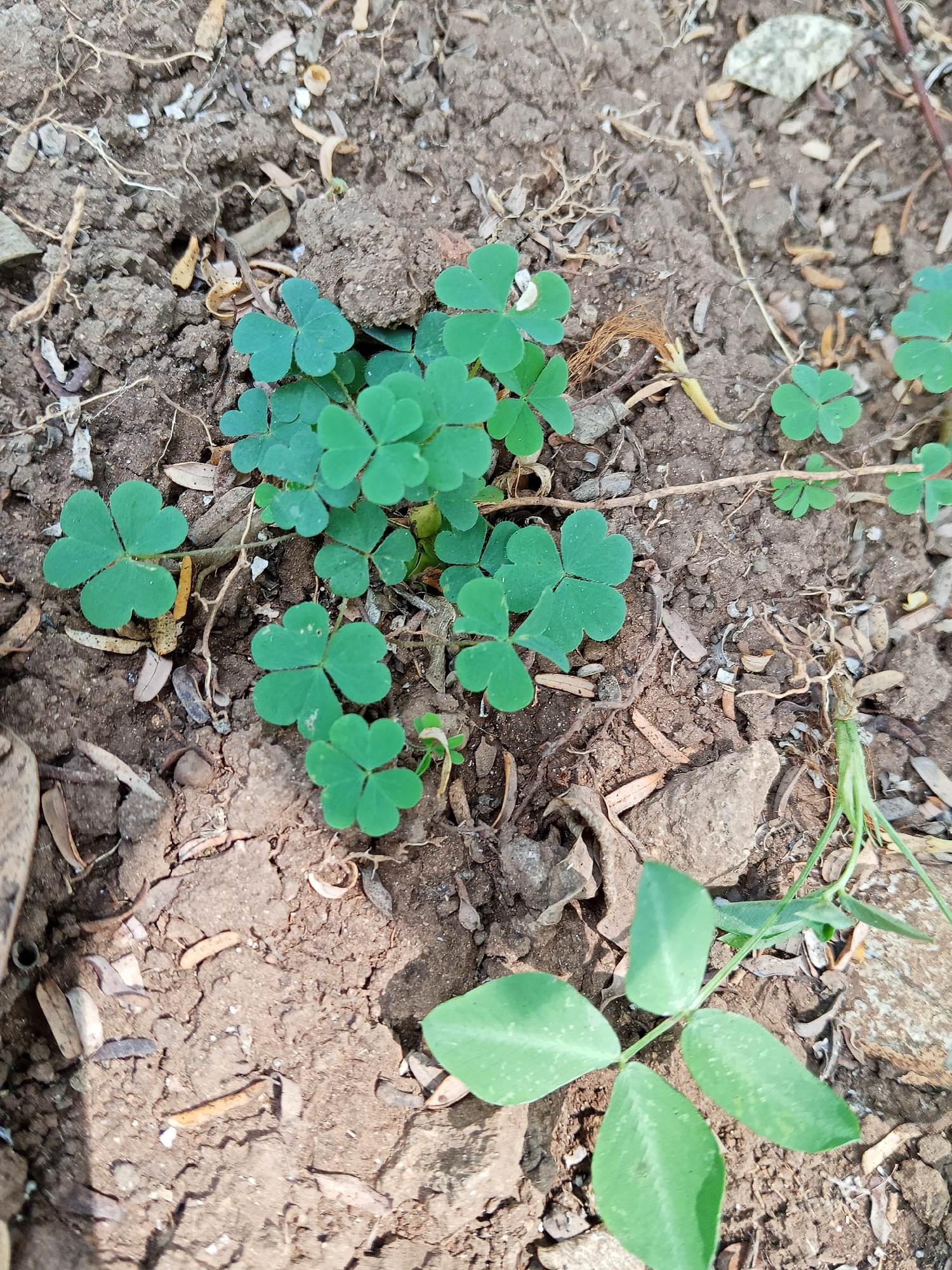 A cluster of clover-like plants with trifoliate leaves grows in dry, cracked soil. Scattered debris, including small twigs and dried leaves, litters the ground. A few larger, ovate leaves are visible at the bottom right of the frame, suggesting a different plant species growing nearby. The lighting indicates it is daytime, with shadows casting on the soil. The scene appears to be an outdoor, uncultivated area, possibly a garden or vacant lot within the city of Semarang, Indonesia. There are no people or animals present.