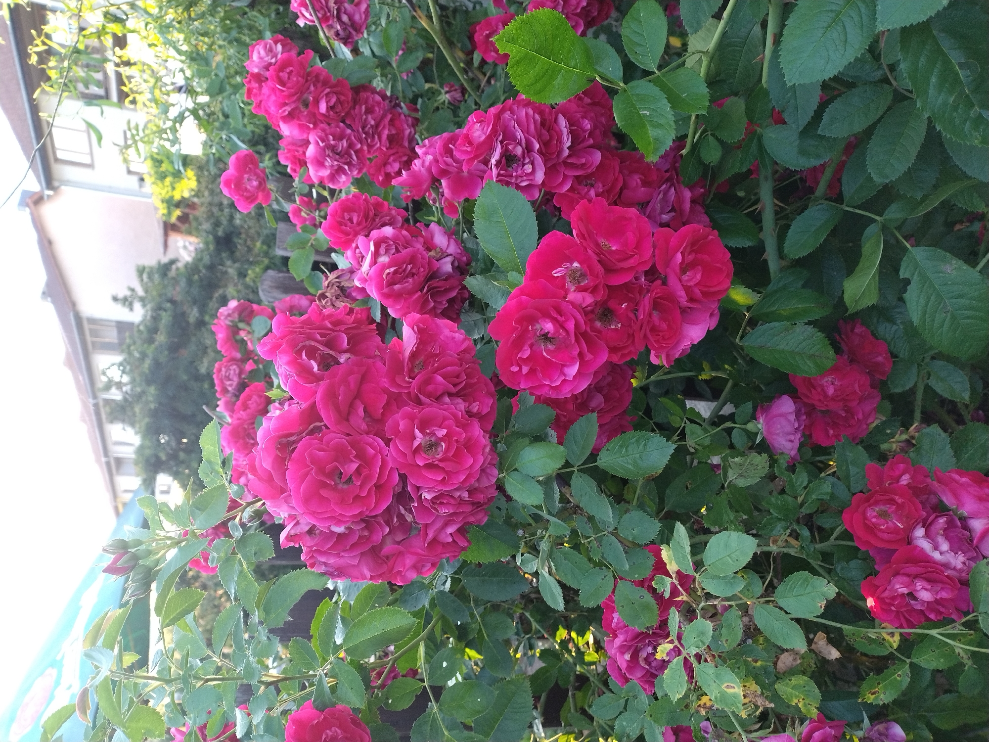 The image is a close-up, eye-level, outdoor, natural light photograph of a densely packed bush of vibrant pink roses in bloom. The roses are the primary subject, filling the majority of the frame. They are varied in their bloom stage, with some fully opened and others still in bud. The petals are a rich, saturated pink, with some showing hints of darker red or lighter pink. The leaves are a deep green, some showing signs of slight imperfections or age. In the background, out of focus, are hints of residential buildings with light-colored walls and brown roofs, and green foliage of trees and shrubs. A wooden fence is partially visible behind the rose bush. The scene appears to be a garden in a residential area, likely a backyard. The location is specified as Dobev, Czechia. There are no people or animals visible in the image. The overall impression is of a lush, thriving rose bush bathed in soft, natural light, suggesting it was taken on a clear day.