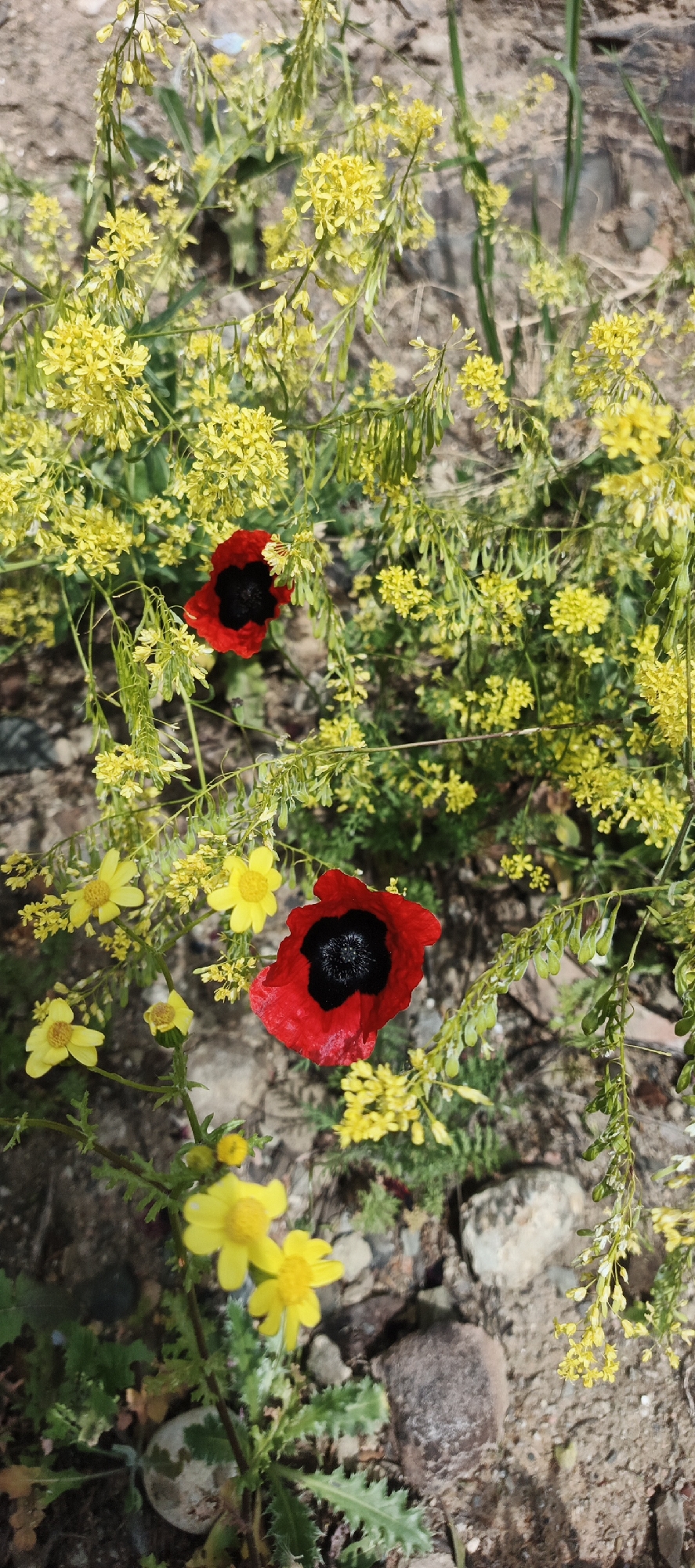 The image shows two red poppies with black centers surrounded by small yellow flowers. The scene is at ground level in a natural setting, with visible dirt and small rocks interspersed among the plants. The location is Tbilisi, Georgia.