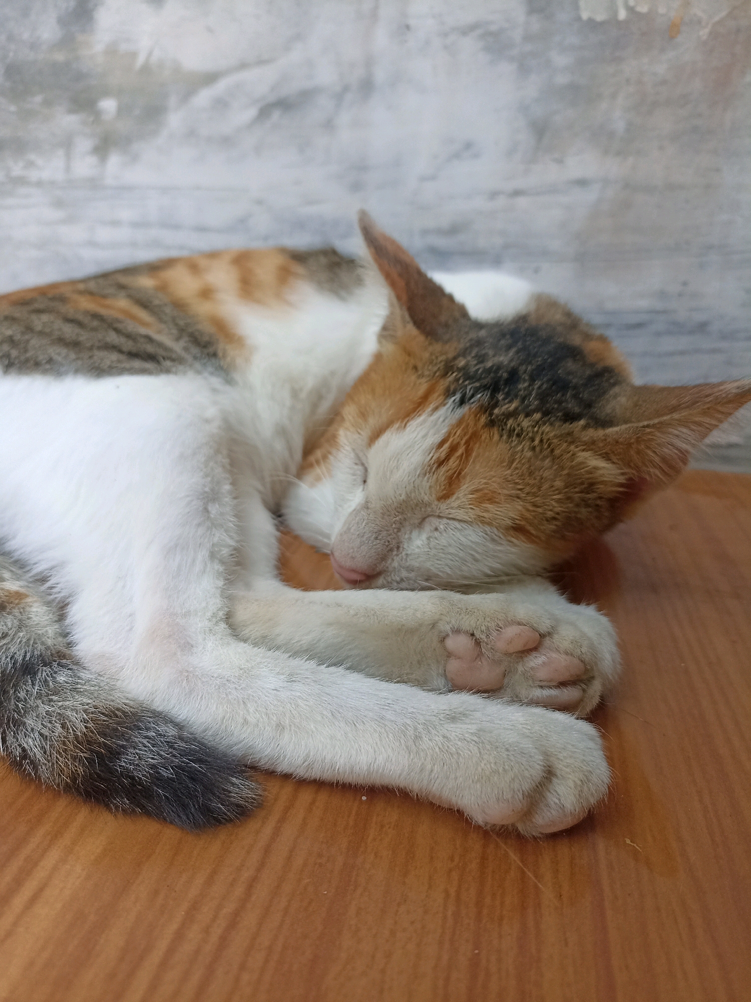 A calico cat is curled up asleep on a wooden surface. The cat's fur is a mix of white, orange, and brown tabby markings. Its paws are tucked underneath its body, and its head is resting on its front legs. The background is a gray, textured wall. The scene appears to be indoors, possibly in a home or sheltered area in Karangsambung, Indonesia, given the presence of a wooden table and a concrete-like wall. There are no people visible in the image. The lighting is soft and diffused, suggesting it might be daylight or artificial light.