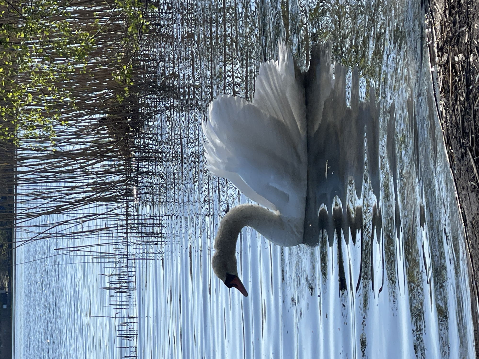 A swan with white feathers is swimming in water with reed-like plants and reflections on either side. The image was taken on a bright day and is oriented sideways. While Berlin is known for its waterways and swans are common, there is no definitive information in the image to specifically identify this as Berlin, Germany.
