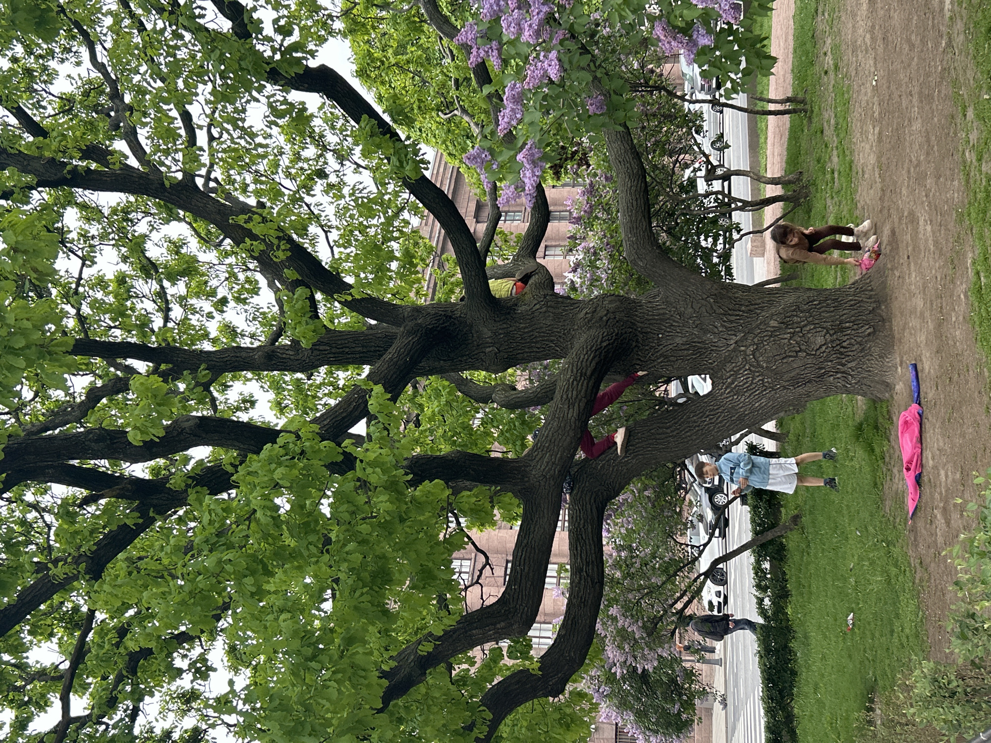 The image shows a large, mature tree with extensive branches and foliage, located in a park-like setting. There are several people in the vicinity of the tree. One person is partially obscured and positioned in the upper branches. Another individual is climbing the trunk of the tree, with their legs visible. A young girl is positioned near the base of the tree, seemingly interacting with it. A young boy stands on the grass. There is a pink jacket or blanket lying on the grass near the tree.
In the background, buildings and streets are visible, along with parked cars. Purple lilac flowers are also in bloom near the tree. Considering the architectural style and the presence of lilacs, it is likely this photo was taken in a park or garden in Saint Petersburg, Russia.