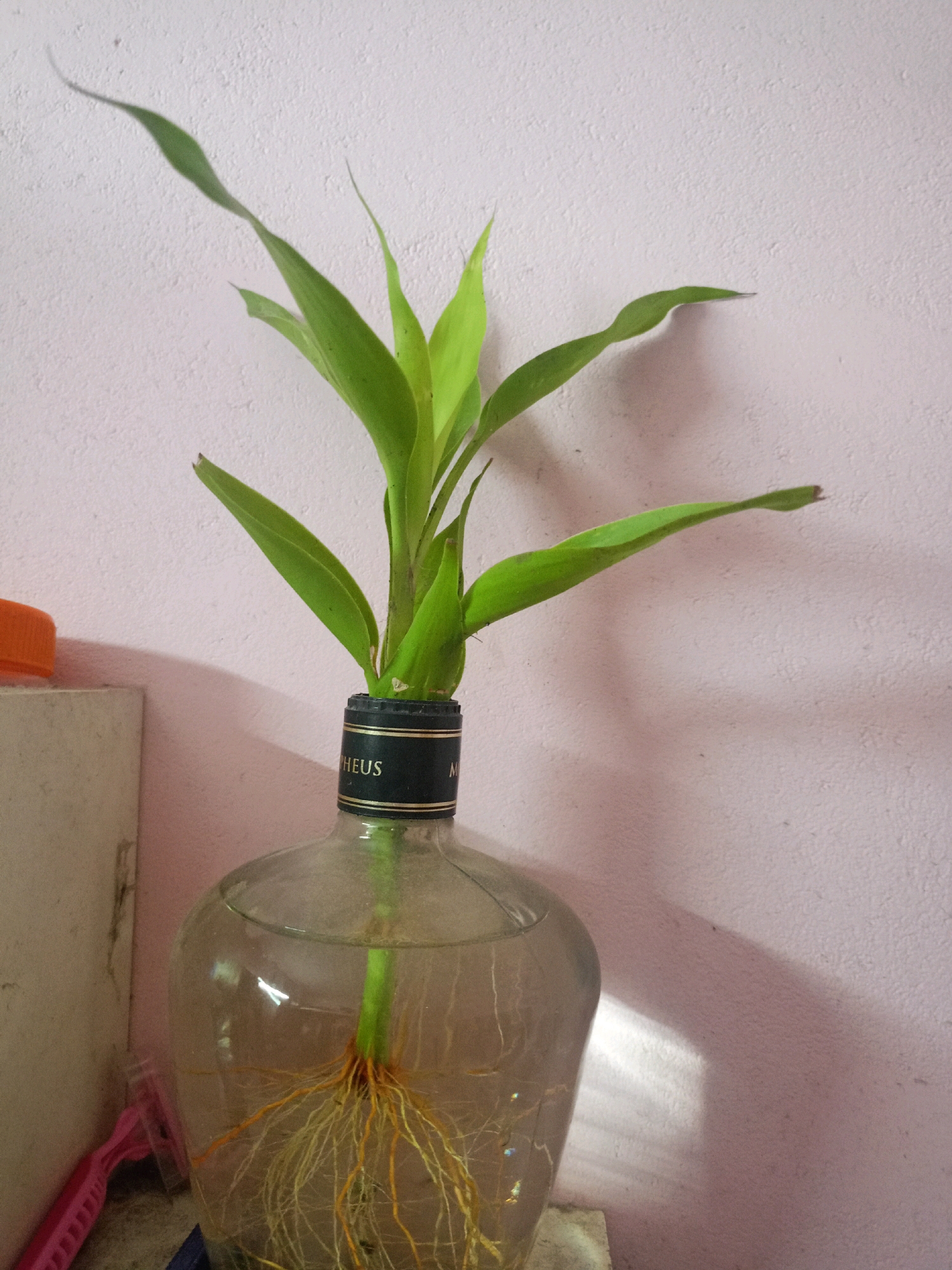 A close-up, eye-level shot captures a lucky bamboo plant in a recycled glass bottle. The plant's vibrant green leaves reach upwards, casting shadows on a textured, pale pink wall. The bottle, filled with clear water, showcases a complex network of the plant's roots. A dark band with gold lettering, partially obscured by the plant's stem, encircles the bottle's neck. To the left of the bottle, an orange-capped object and a pale rectangular item are visible. The scene is dimly lit, suggesting an indoor environment. The location is identified as Chenkavila, India.