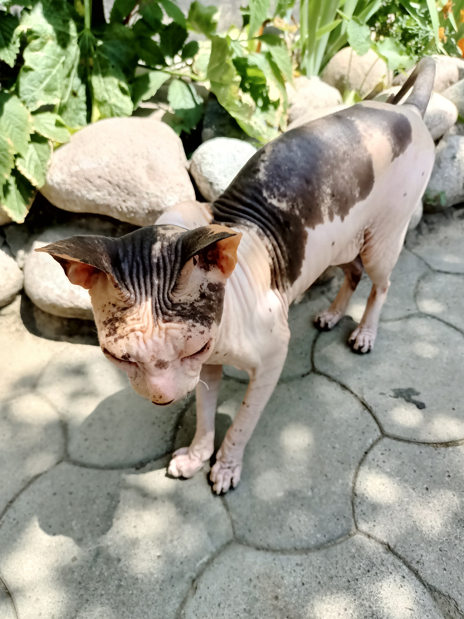 An adult Sphynx cat is standing on a paved patio outdoors. The cat has light pink skin with patches of dark grey or black fur on its head and back. It has large, prominent ears and wrinkled skin on its face and neck. The cat is looking down and to its left. The patio is made of hexagonal grey concrete pavers. In the background, there are large, smooth grey stones and green foliage. The lighting suggests it is daytime with shadows cast on the ground. The scene appears to be a backyard or garden area. There is no indication of the city of Almaty, Kazakhstan in the image.
