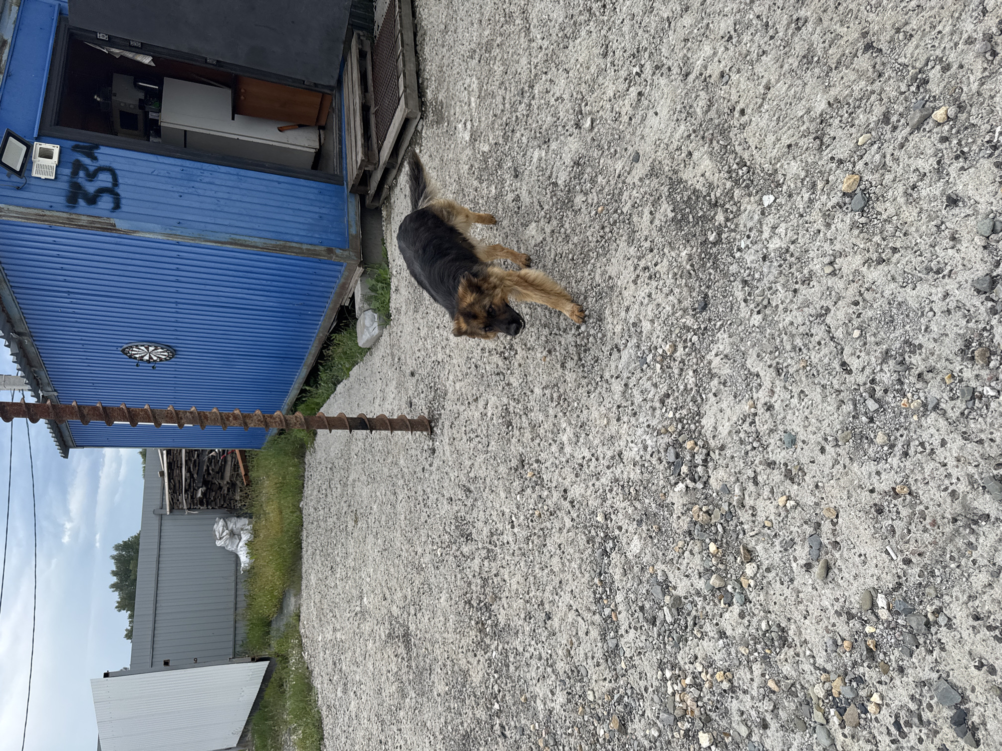 An outdoor medium shot shows a German Shepherd dog walking on a gravel-covered area. The dog is in the center of the frame, facing towards the left, with its mouth slightly open. Behind the dog is a blue corrugated metal structure with a partially open doorway. A number "33A" is spray-painted on the side of the blue structure. To the left of the structure, a white corrugated metal wall is visible. The ground is covered in a mix of gray gravel and small stones. A rusty auger is partially visible in the foreground. The sky is overcast.