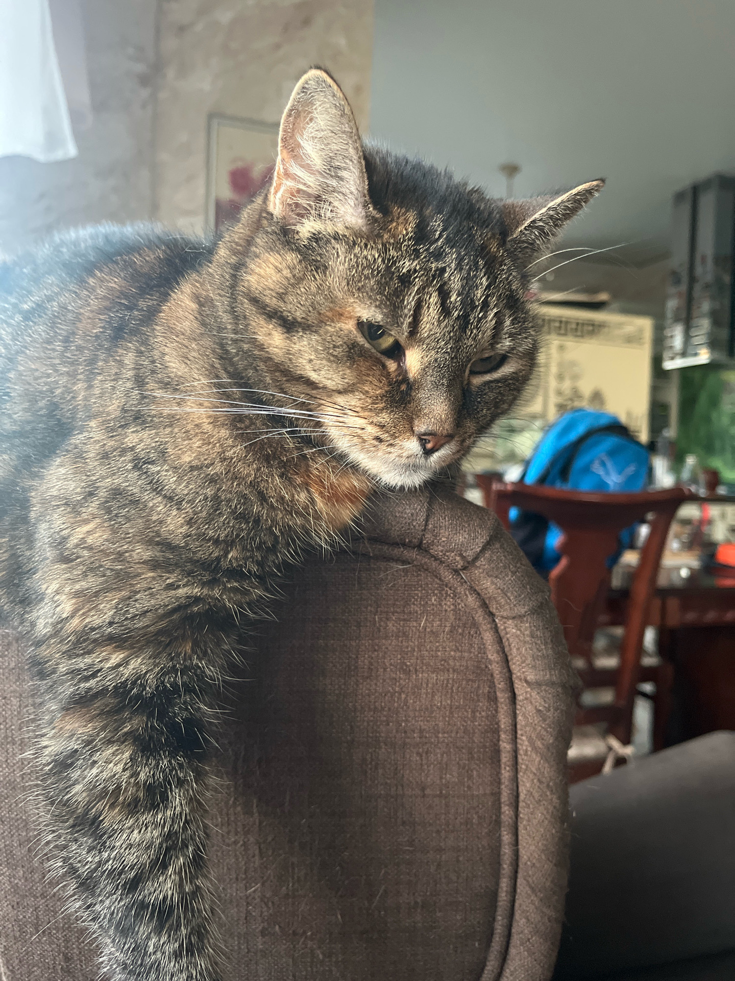 A close-up, slightly angled, natural-light photograph shows a tabby cat with brown and black fur lying on the back of a brown upholstered piece of furniture. The cat's head is turned to the right, with its eyes partially closed, and its body extends out of frame to the left. The background is blurred and shows a room with furniture, including chairs and a table, and possibly a window with a white curtain on the left. No specific location in Vladimirovka, Russia is identifiable from the image.