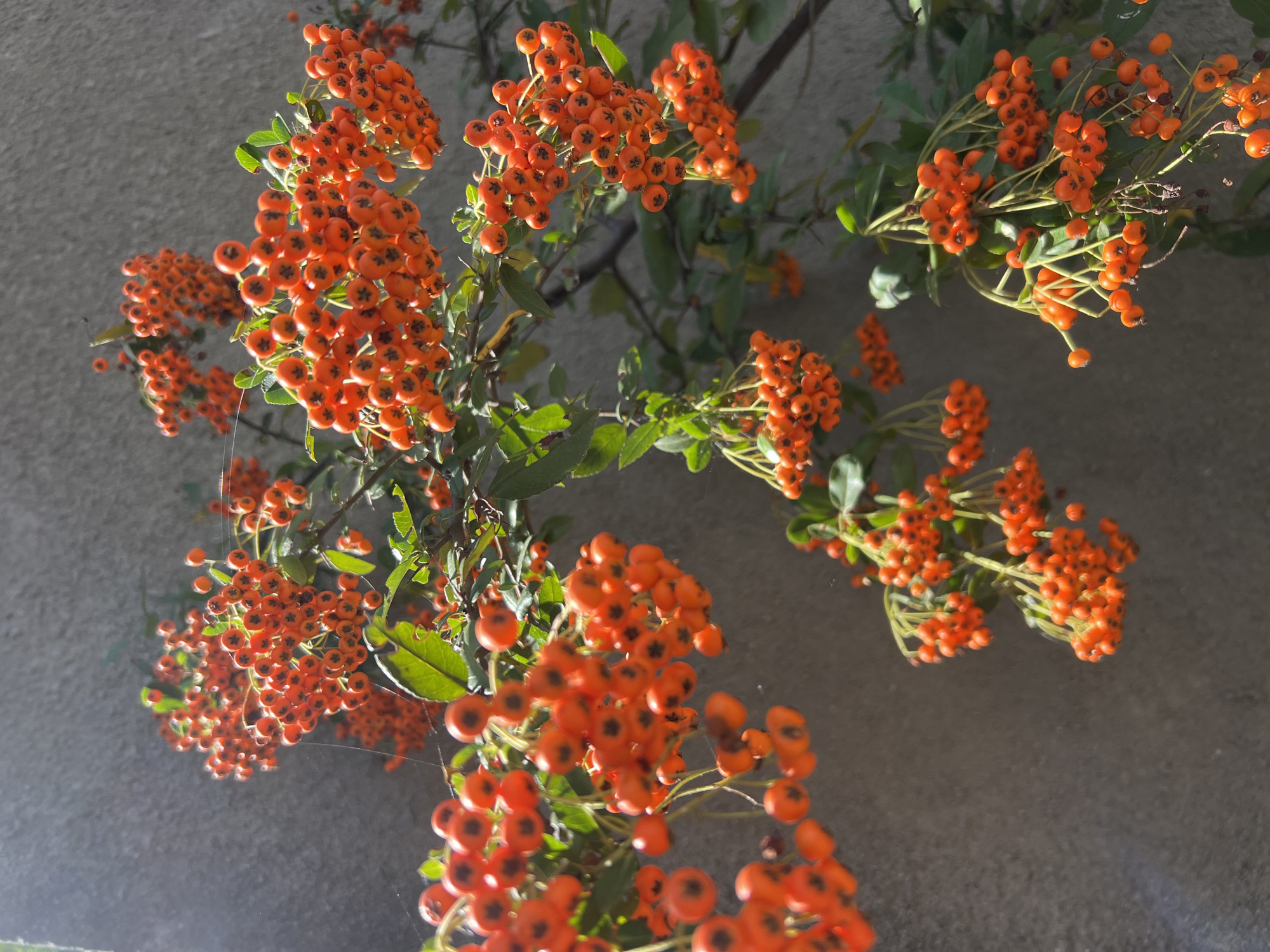 The image shows a close-up view of branches laden with bright orange berries against a textured, grey wall. The berries are small and round, clustered together in bunches on thin stems. Some green leaves are interspersed among the berries. The lighting suggests it is daytime, with sunlight casting shadows and highlighting the vibrant color of the fruit. There are no people or animals visible in the frame, and no specific urban elements are apparent to confirm a location within Fontanka, Ukraine. The scene is natural, focusing solely on the berries and their immediate foliage.