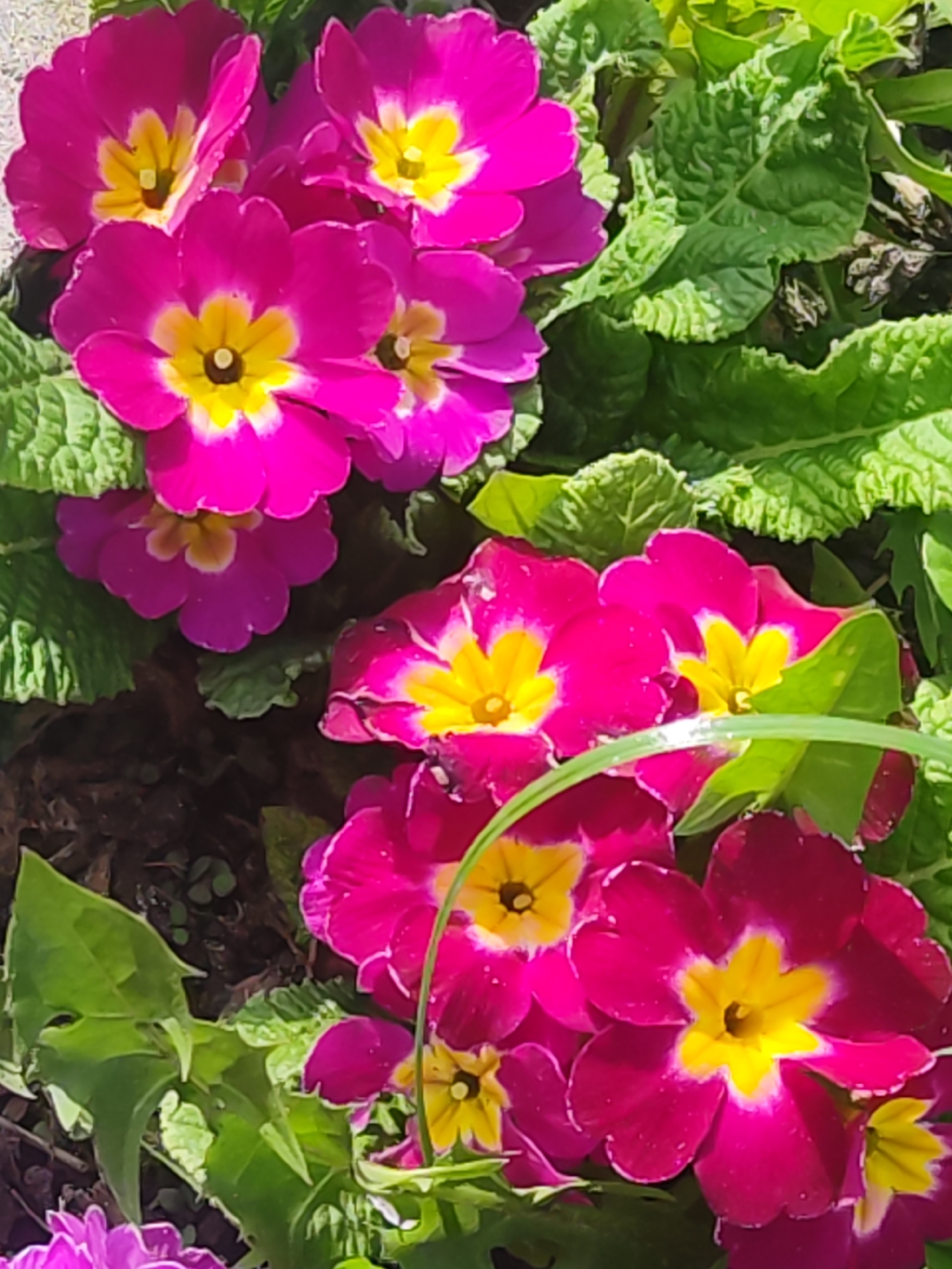 The image shows a close-up of several pink and yellow primrose flowers surrounded by green leaves. The flowers are in full bloom and grouped together, suggesting a garden setting. The location is stated as Chaikovsky, Russia.
