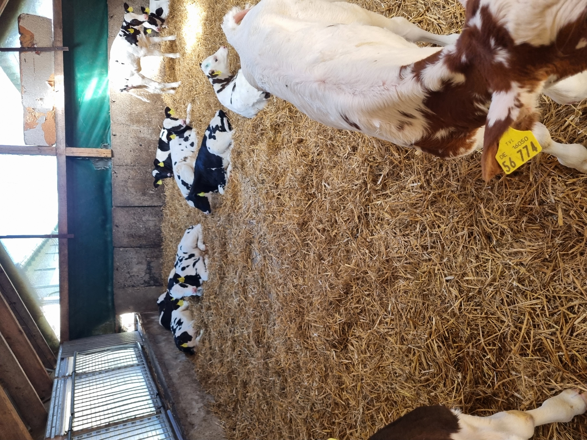 A herd of young calves, mostly black and white with a few brown and white, are resting and standing on a thick bed of straw in a barn. Some calves are lying down, while others are standing. One brown and white calf is in the foreground, facing away from the camera. Another white calf with brown markings is standing further back. Several calves have yellow ear tags with numbers. The barn has a wooden roof structure and concrete walls. There are metal bars on the left side and a green tarp or material behind the calves. Sunlight streams in from the top, illuminating the straw and calves. This image was taken in Zeulenroda-Triebes, Germany.