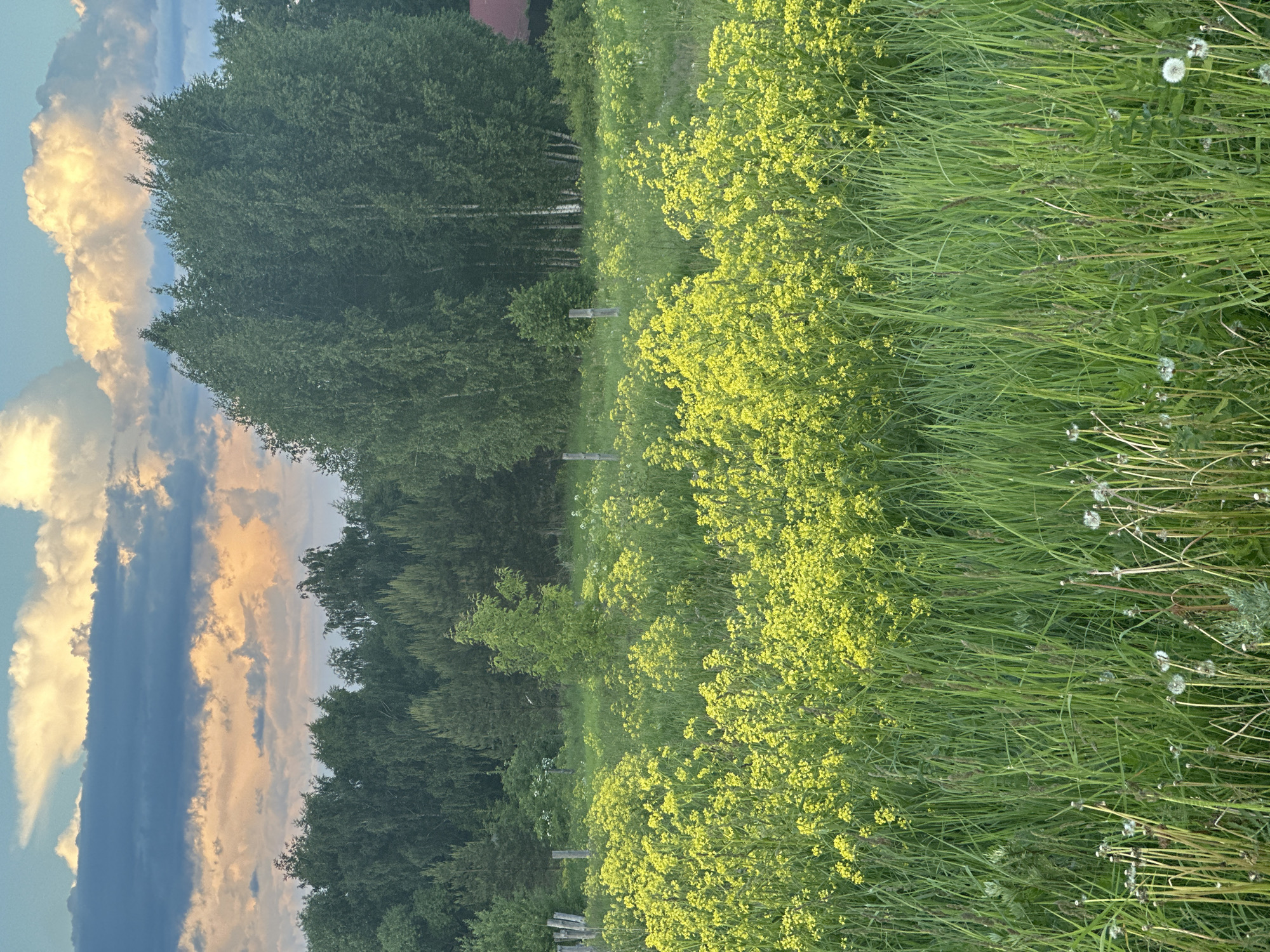 This image depicts a vibrant, expansive natural landscape, likely captured in a rural area such as Эстачи, Russia. The foreground is dominated by a lush field of tall green grass, generously dotted with clusters of bright yellow wildflowers, possibly rapeseed or a similar species, creating a rich color contrast. Scattered among the green blades on the right side are several delicate white dandelion seed heads.
In the middle ground, a dense, dark green forest line stretches across the frame, forming a natural boundary. Within the forest, the lighter bark of some trees, possibly birches, is discernible. A tiny glimpse of a reddish-brown roof, likely belonging to a distant building, can be seen just above the treeline on the far left. Faintly visible within the field, receding towards the treeline, are a few weathered wooden posts, possibly remnants of a fence.
The sky above is a notable element, filled with dramatic clouds. Large, voluminous clouds are illuminated with warm, golden, and soft pink tones, strongly suggesting the setting sun of late afternoon or early evening. These brightly lit clouds contrast with darker, more ominous blue-grey cloud formations, all set against patches of lighter blue sky. The scene is devoid of any explicit human or animal activity, conveying a sense of serene natural beauty. There is no visible text in the image.