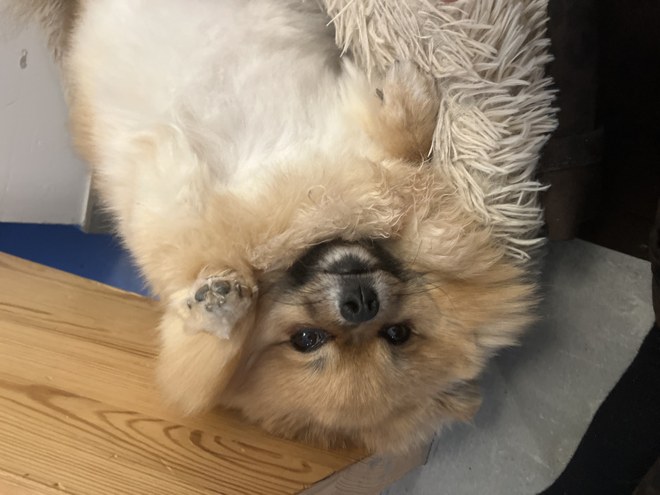 An upside-down, tan and white Pomeranian dog poses for the camera while lying on its back. The dog's paws are curled up, and its face is looking directly at the viewer with dark eyes and a black nose. The background includes a wooden surface, a blue and white wall, a shaggy off-white rug, and a glimpse of a black object. The overall impression is playful and relaxed.