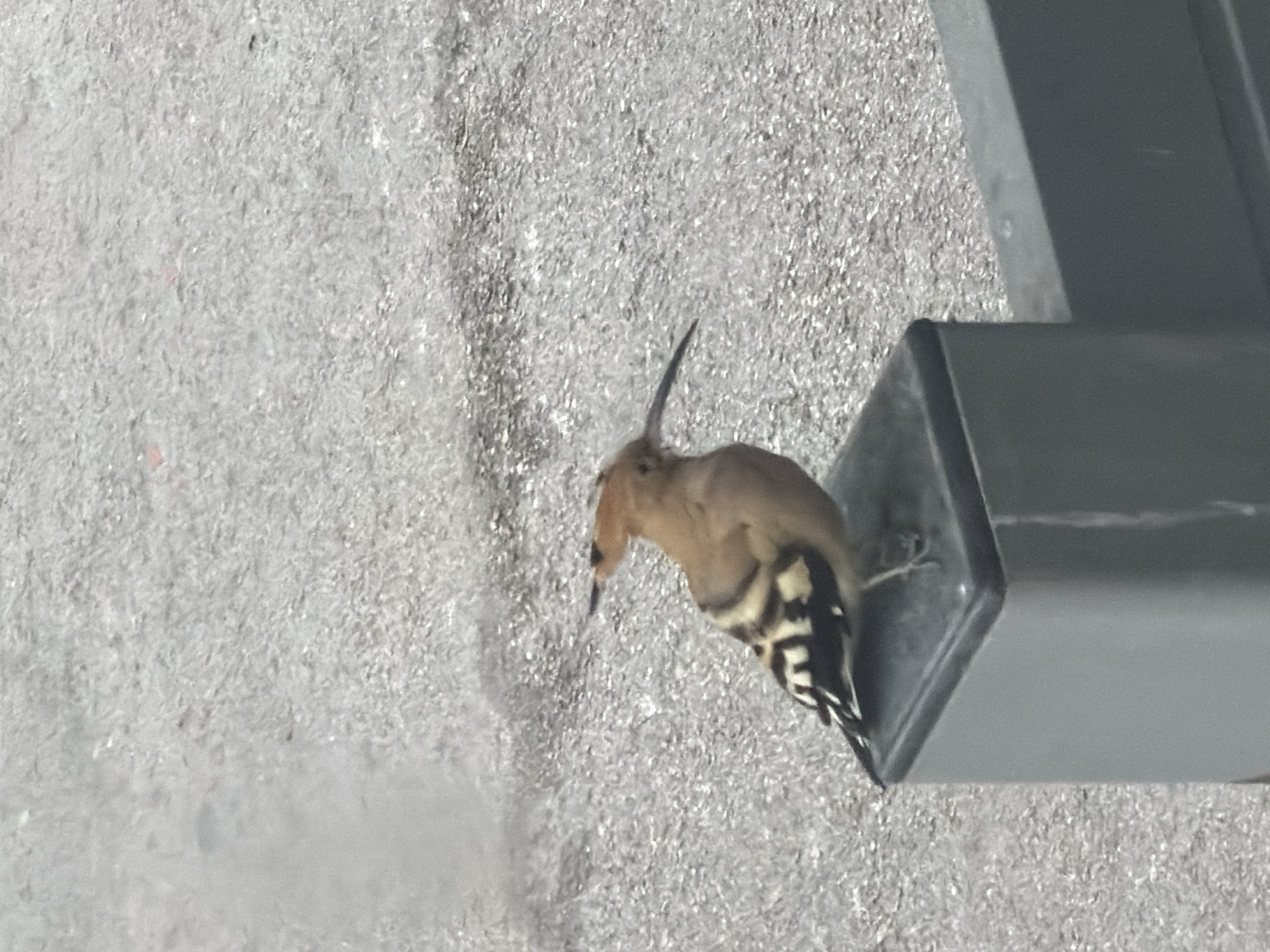A hoopoe is perched on a metal structure near a light gray pebbled surface. The bird has a long, curved beak and black and white striped wings. The setting could be an urban environment, potentially in Tel-Aviv, Israel, given the request, although there are no elements to confirm this. The hoopoe is positioned adjacent to a gray metal pole.