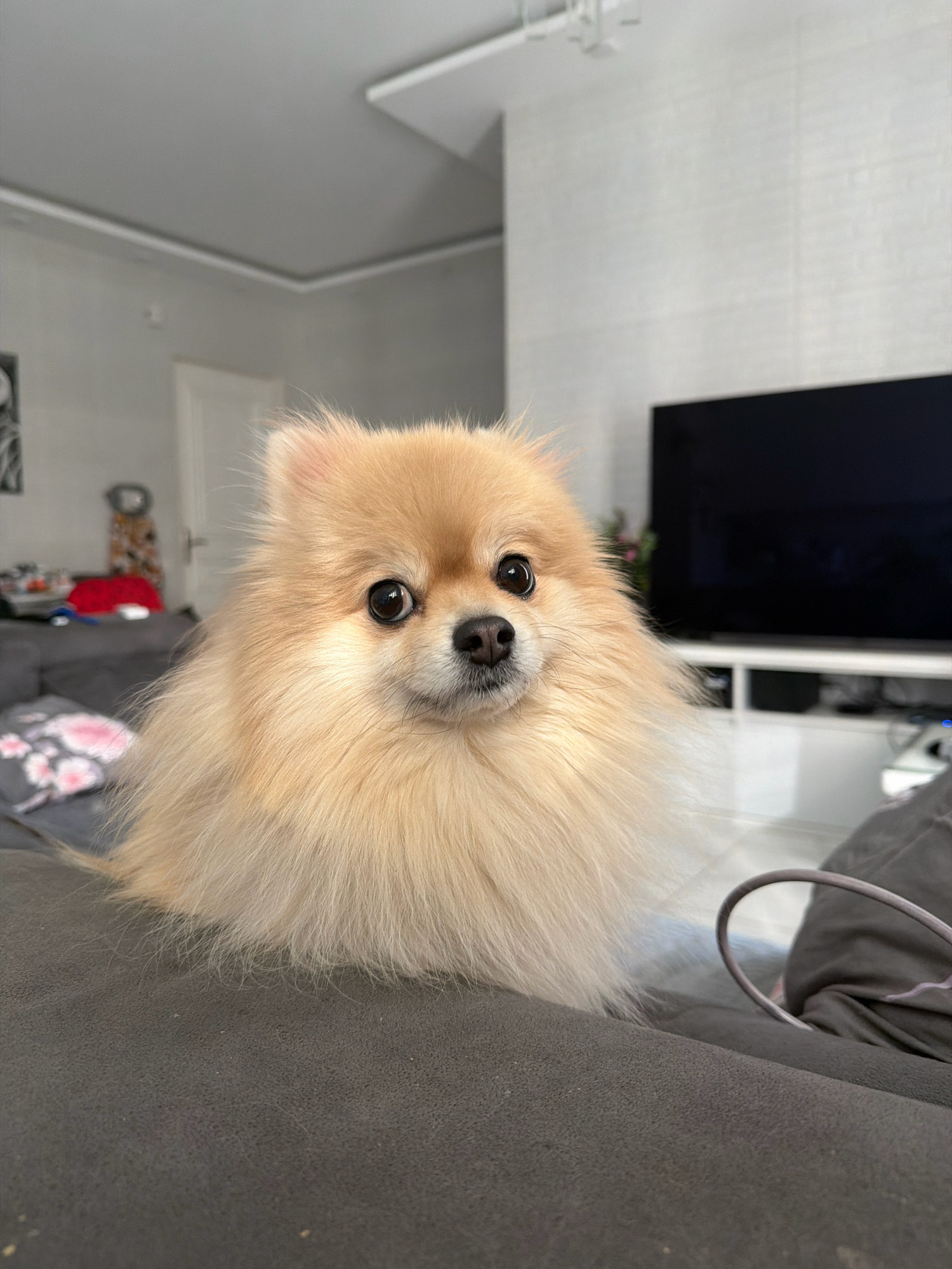 A tan Pomeranian dog sits on a dark gray couch in a living room. The dog has large, dark eyes and a fluffy coat. In the background, a black television screen is visible above a white media console. The room appears to be well-lit, with a modern ceiling fixture. The dog is the primary subject of the image. There is no indication of the location being in Tbilisi, Georgia.