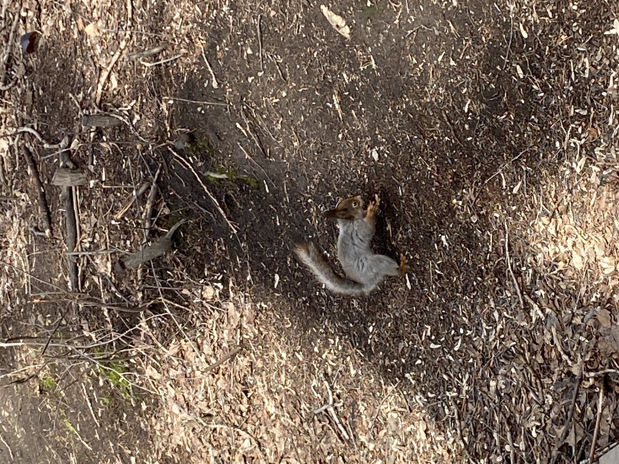 A dead squirrel lies on a ground covered with twigs, leaves, and debris. The squirrel is gray with a bushy tail, positioned in the center of the image. The ground appears to be in a wooded or natural area. Specific details about the location within Yekaterinburg are not discernible from the image. There are no people or other subjects visible. The scene suggests a natural setting.