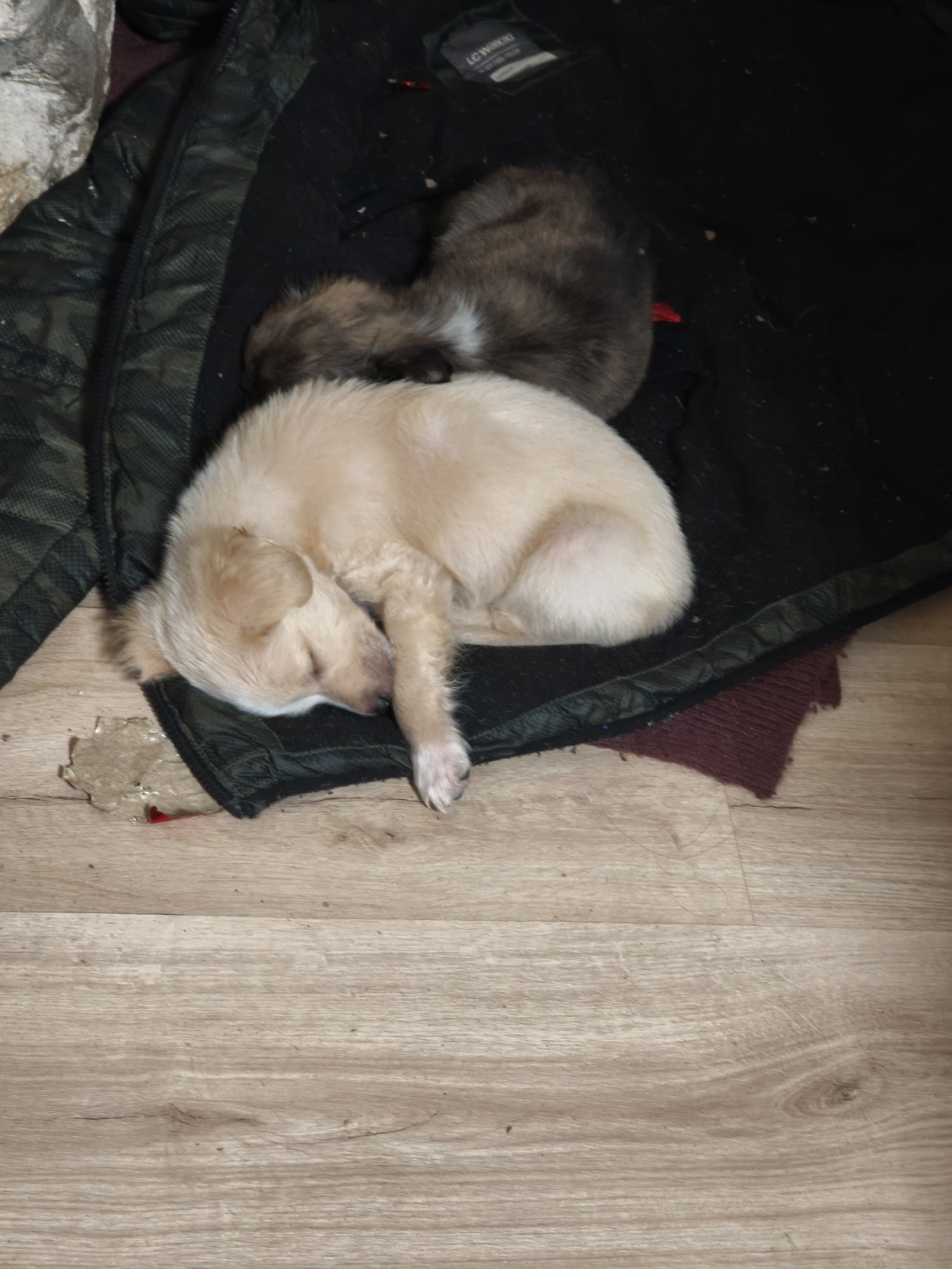 The image shows two dogs sleeping on a black jacket, which is lying on a light-colored wooden floor. One dog is light tan, and the other is brown and white. Part of a green jacket can also be seen in the frame, as well as a torn piece of cardboard. The location is Avren, Bulgaria.