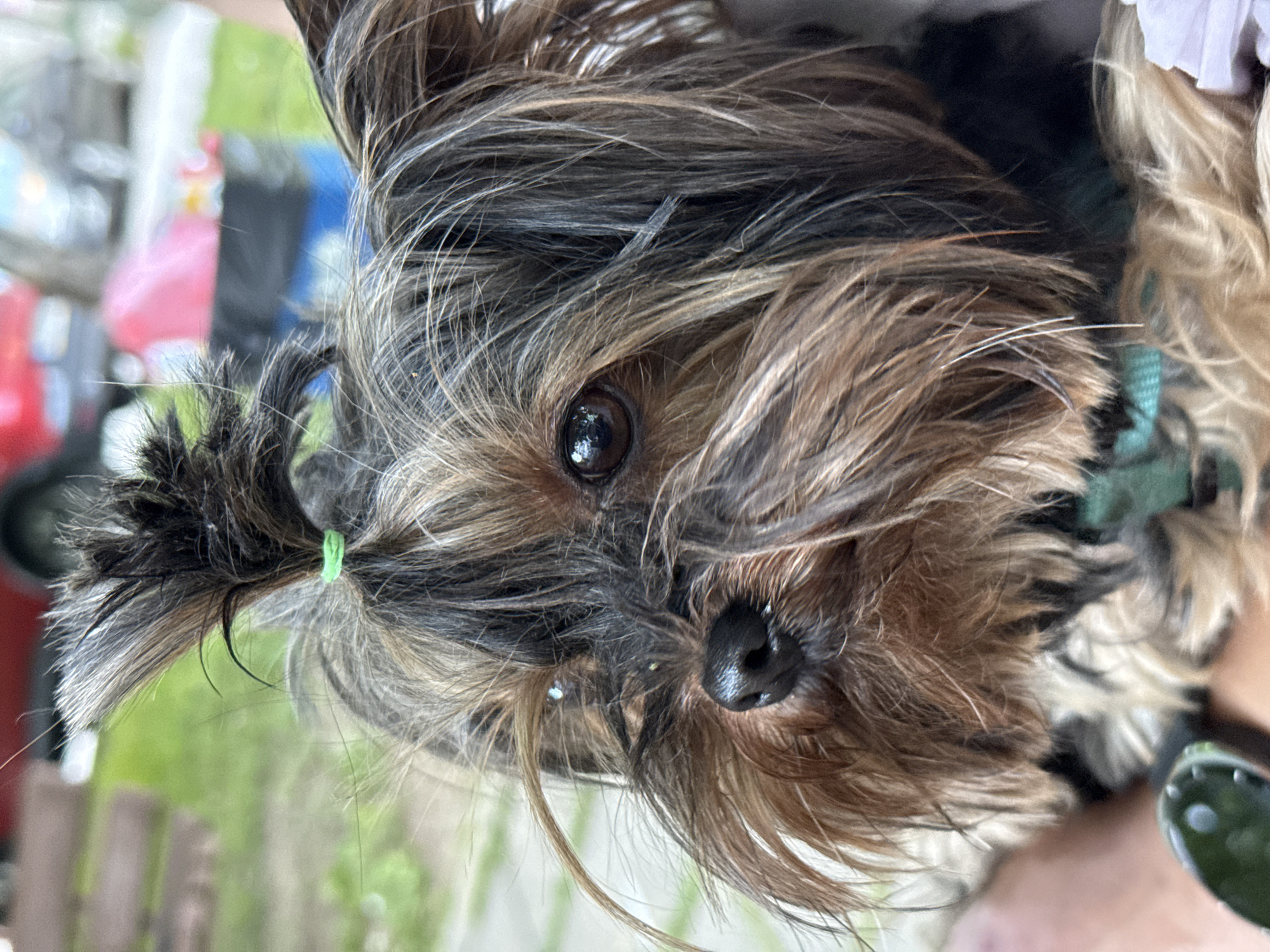 Close-up, tilted portrait of a small, long-haired dog, likely a Yorkshire Terrier mix. The dog has brown and black fur and is wearing a green rubber band in its hair. The dog's nose is shiny and black. A green collar is visible around its neck. The background is blurred, showing hints of outdoor elements like green grass and potentially a car. The image does not provide sufficient information to determine the specific location in Pleven, Bulgaria.