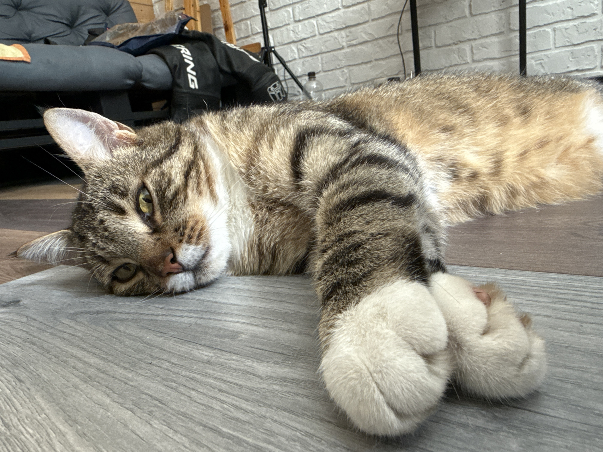 A tabby cat lies on a gray wooden floor, its head resting on its paws. The cat is facing the camera with its left eye open and its right eye partially closed. Its fur is a mix of brown, black, and white stripes. In the background, a dark gray sofa, a black jacket with white lettering, and a brick wall are visible. There is also a water bottle and some lighting equipment in the background. The scene appears to be indoors, possibly a living room or studio. There is no indication of the location being in Lipetsk, Russia.