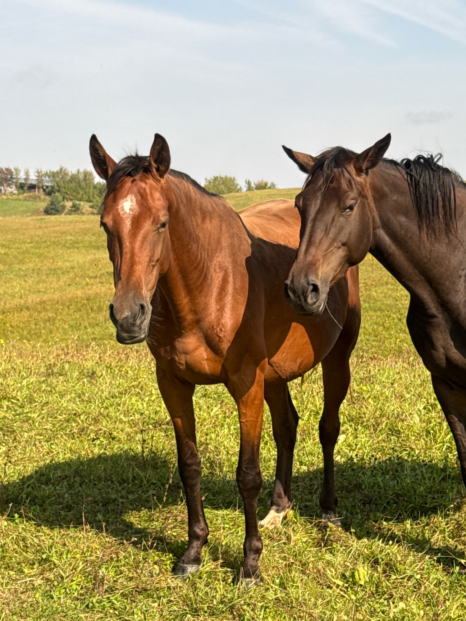 Two horses stand in a sunlit grassy field. The horse on the left is a bay with a white blaze on its forehead and dark legs. The horse on the right is a darker bay or black, with its mane visible. The background shows a rolling landscape with trees and a few buildings, suggesting a rural setting. The sky is a pale blue with some wispy clouds. The overall scene depicts a peaceful moment in a natural environment. This scene is located in Galinė, Lithuania.