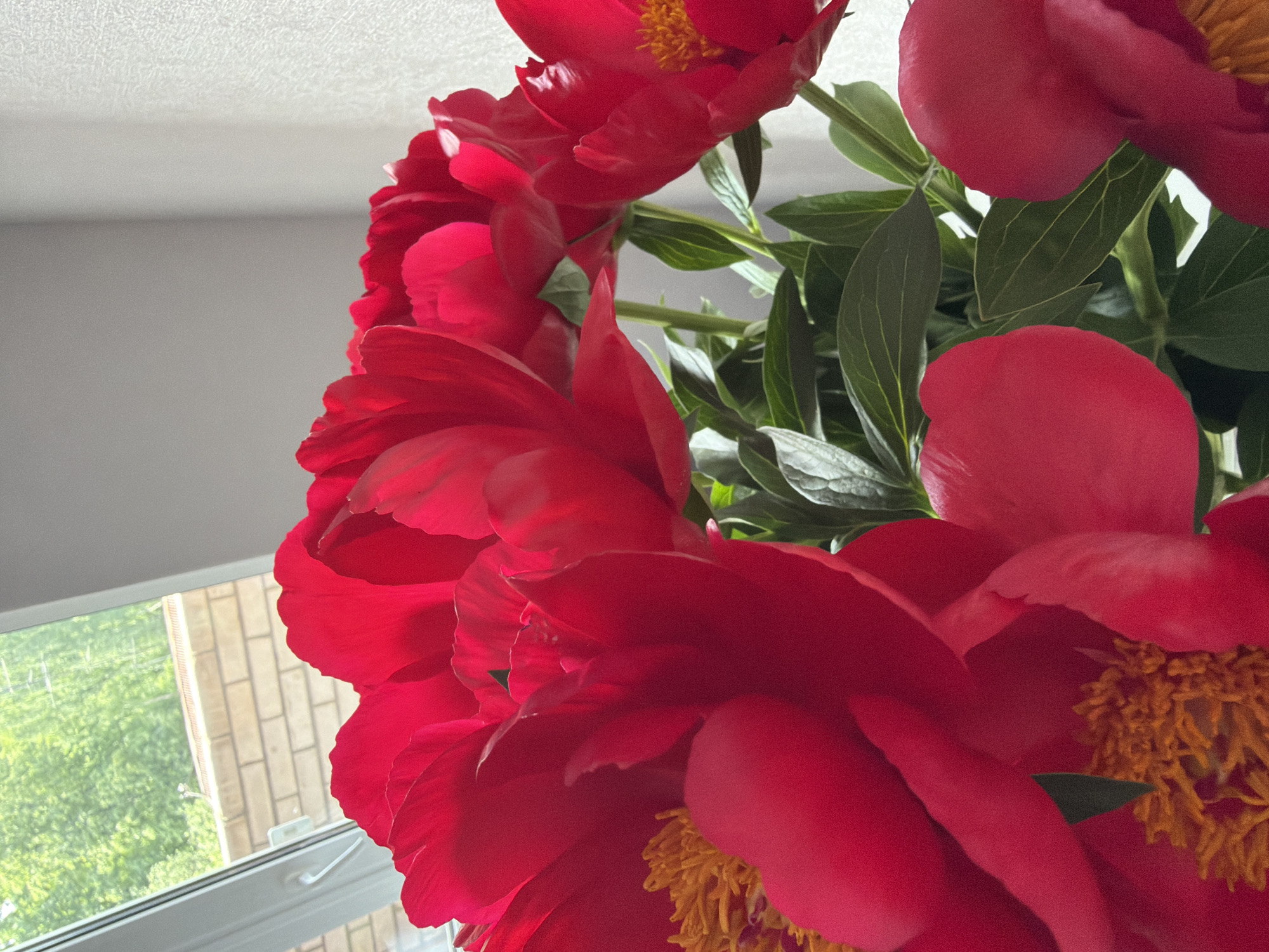The image presents a close-up, upward-angled view of a vibrant bouquet of red peonies, dominating the composition. The flowers feature numerous deep red petals, some with delicate white edges, and prominent, fluffy yellow stamens at their centers, indicating they are in full bloom. Lush green leaves and sturdy stems are interspersed among the blossoms.
The setting appears to be indoors, bathed in bright natural light. A white, textured ceiling is visible at the top, and a light grey wall forms the background in some areas. To the left, a white-framed window offers a partial view of the outdoors. Beyond the window, green vegetation, likely trees or bushes, is visible, along with a section of a light-colored brick wall or building. The strong illumination suggests it is daytime.
The image focuses solely on the flowers and their immediate surroundings; no people are present, and no specific activity is taking place other than the static display of the bouquet. The vibrant colors evoke a sense of freshness and natural beauty. There is no visible text.