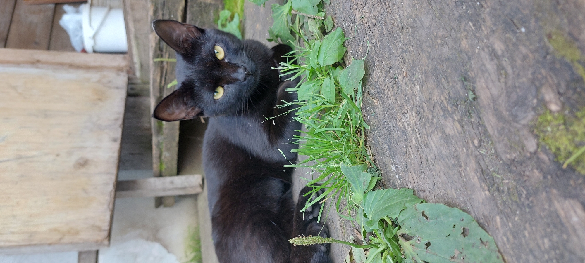 A black cat with yellow eyes lies on a wooden surface, surrounded by green grass and leaves. In the background, there is a wooden structure and a white bucket. The scene appears to be outdoors, possibly in a yard or alley. There is no indication of the specific location within the city of Chaikovsky, Russia.