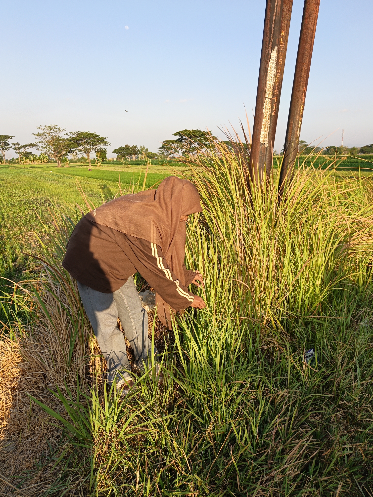 In the city of Kalikotes, Indonesia, a person wearing a brown hooded jacket and blue jeans is crouching in a field of tall green grass. The person is reaching out to touch the grass near two large metal poles. The poles have some markings on them. The sun is setting, casting long shadows and illuminating the grass with a golden light. In the background, there are trees and a clear blue sky with a visible moon. The overall environment appears to be rural, possibly a rice paddy or agricultural land.
