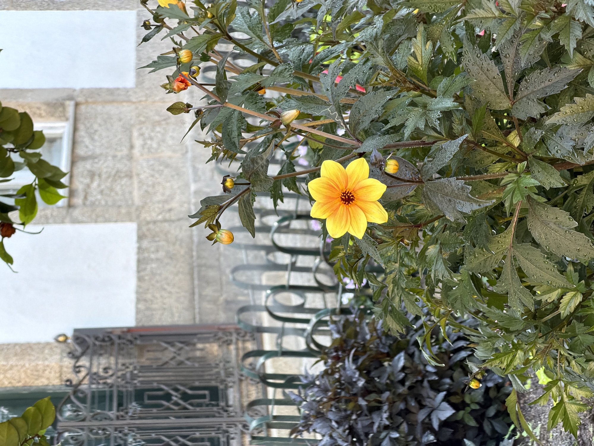 A close-up, eye-level outdoor shot captures a vibrant yellow dahlia in full bloom, its petals radiating outward from a dark-centered core. The flower is positioned slightly to the left of the frame, with water droplets clinging to its petals and the surrounding dark green, serrated leaves, suggesting recent rain. Behind the dahlia, a dense cluster of similar, rain-dampened foliage occupies the lower half of the image.
In the background, a weathered stone building with a white section is visible, partially obscured by a dark, ornate wrought-iron gate with a green metal fence in front of it. The gate and fence appear to be part of a courtyard or garden enclosure. The overall scene evokes a peaceful, slightly melancholic atmosphere, likely in a city setting with historical architecture. The presence of the dahlia suggests a cultivated garden, potentially within a plaza, private courtyard, or botanical area.