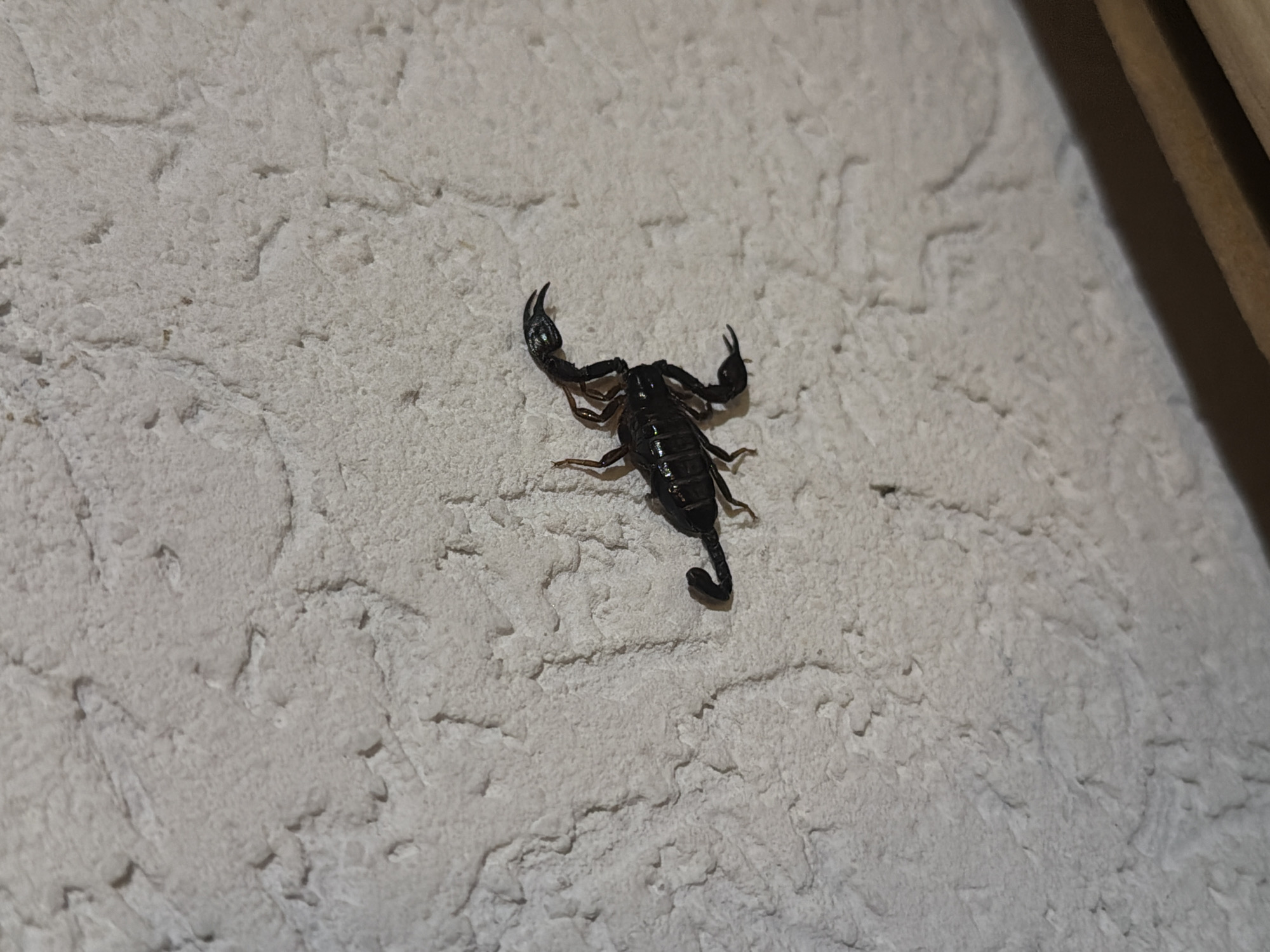 A dark-colored scorpion is prominently featured against a light-colored, textured wall in this image. The wall has a rough, stucco-like finish with irregular bumps and indentations, providing a detailed backdrop. The scorpion is positioned centrally, with its body facing slightly towards the upper left. Its distinct features are clearly visible: the large, segmented pedipalps (claws) are raised, and its segmented tail (metasoma) is curved upwards and to the right, ending in a visible stinger. Eight legs are apparent, clinging to the uneven surface of the wall. The scorpion appears stationary.
The lighting suggests a low-light environment, possibly indoors or at night, as subtle shadows emphasize the texture of the wall and the scorpion's form. In the upper right corner, a blurry, dark brown object, possibly part of a wooden structure or furniture, is partially visible. The scene captures a moment of wildlife observation, characteristic of warmer climates like Miloševići, Montenegro, where scorpions are indigenous. There is no visible text in the image.