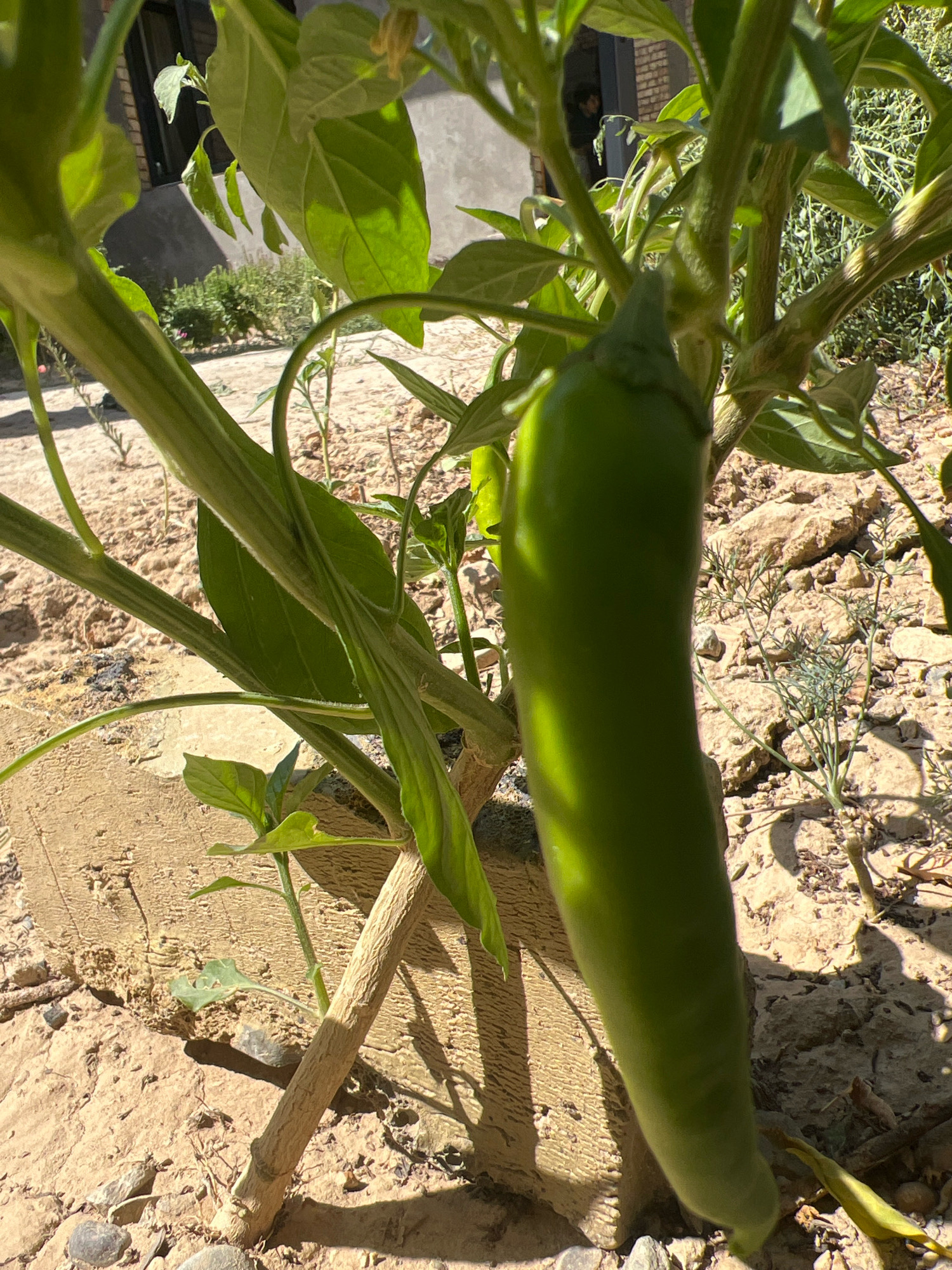 A close-up, low-angle, outdoor shot captures a single, elongated green pepper hanging from a plant in dry, sandy soil. The pepper, which occupies the majority of the right side of the frame, is lit by a strong sun, casting a shadow across its surface. Lush green leaves surround the pepper and the plant's stem, which is supported by a rough, light-brown textured object, possibly a piece of wood or rock. The background is a blur of dry soil, small rocks, and sparse, thin green vegetation. The overall setting suggests a warm, arid environment. There are no people visible in the image.