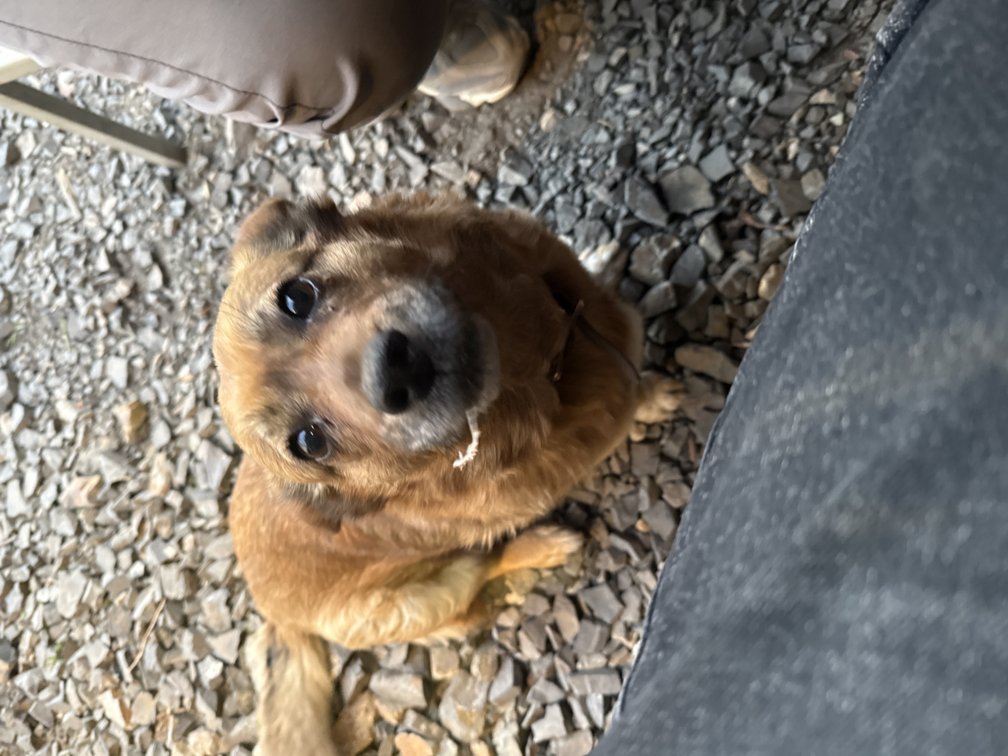 A brown dog with dark eyes and a black nose sits on gravel. To the left of the dog, a person's legs and tan pants are visible, along with a part of a metal chair leg. To the right of the dog, a gray, textured surface is present. The gravel consists of small, angular stones of various light gray shades. No information connects the image to Borzya, Russia.