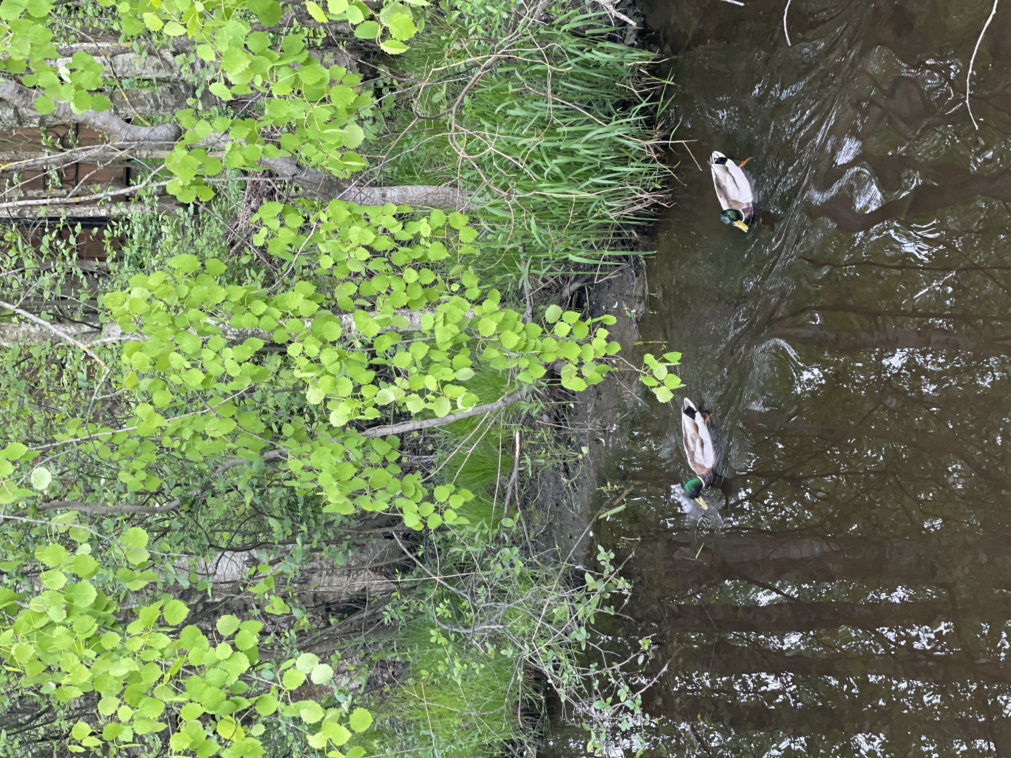The image depicts a waterway in Sestroretsk, Russia. Two male mallard ducks are swimming in the dark water. The waterway is bordered by dense green vegetation, including trees with light green leaves and tall grasses. The water reflects the surrounding trees.