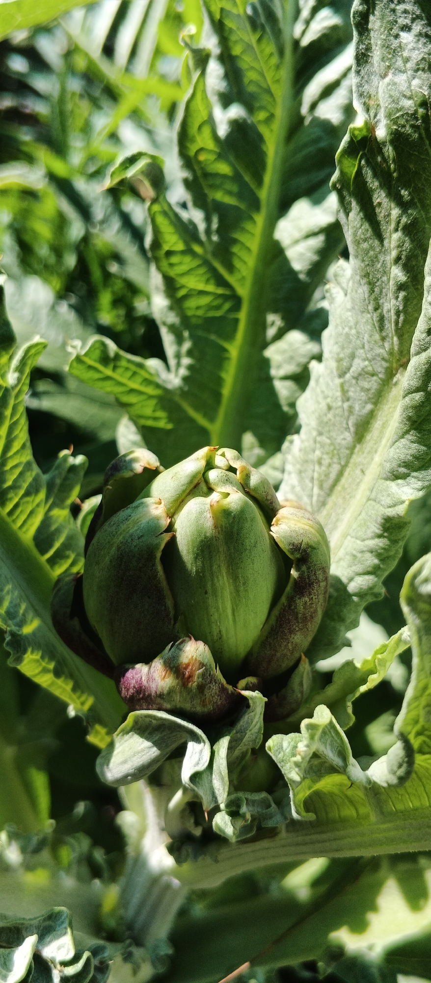 This is a close-up, vertical shot of an artichoke bud surrounded by its large, green, leafy foliage. The artichoke bud is the central subject, displaying tightly packed, pale green bracts with hints of purple and brown discoloration on some of the outer layers. The surrounding leaves are a vibrant green, with prominent veins and a slightly fuzzy texture visible in some areas due to sunlight and shadow. The lighting suggests it is daytime, with strong sunlight casting shadows and highlighting the textures of the plant. The image is focused on the artichoke, with the background a blur of green foliage, indicating a garden or natural setting. There are no people, animals, or man-made objects visible in the frame. The location is a garden in Smila, Ukraine.