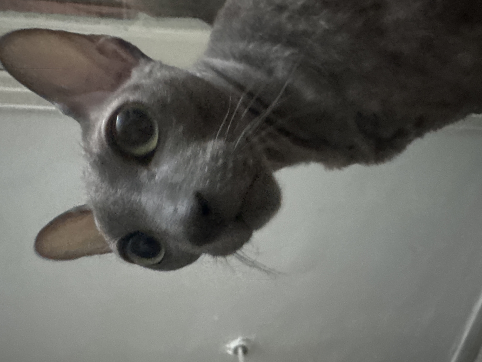 The image is a close-up, low-angle photograph of a grey Cornish Rex cat. The cat's large, wide eyes are a prominent feature, with pupils dilated and irises appearing yellow-green. Its ears are large and pointed, typical of the breed. The cat's skin is visible, showing its characteristic fine, curly fur. The background is a plain, light-colored wall, possibly in an indoor setting. There is a small, white circular object protruding from the wall to the left of the cat's face, which could be a light switch or a wall fixture. The lighting is dim and appears to be coming from the front and slightly above the cat. There is no indication of the city of Ramat Gan, Israel, in the image itself, nor any contextual clues that would place it there. The image is purely a portrait of the cat.